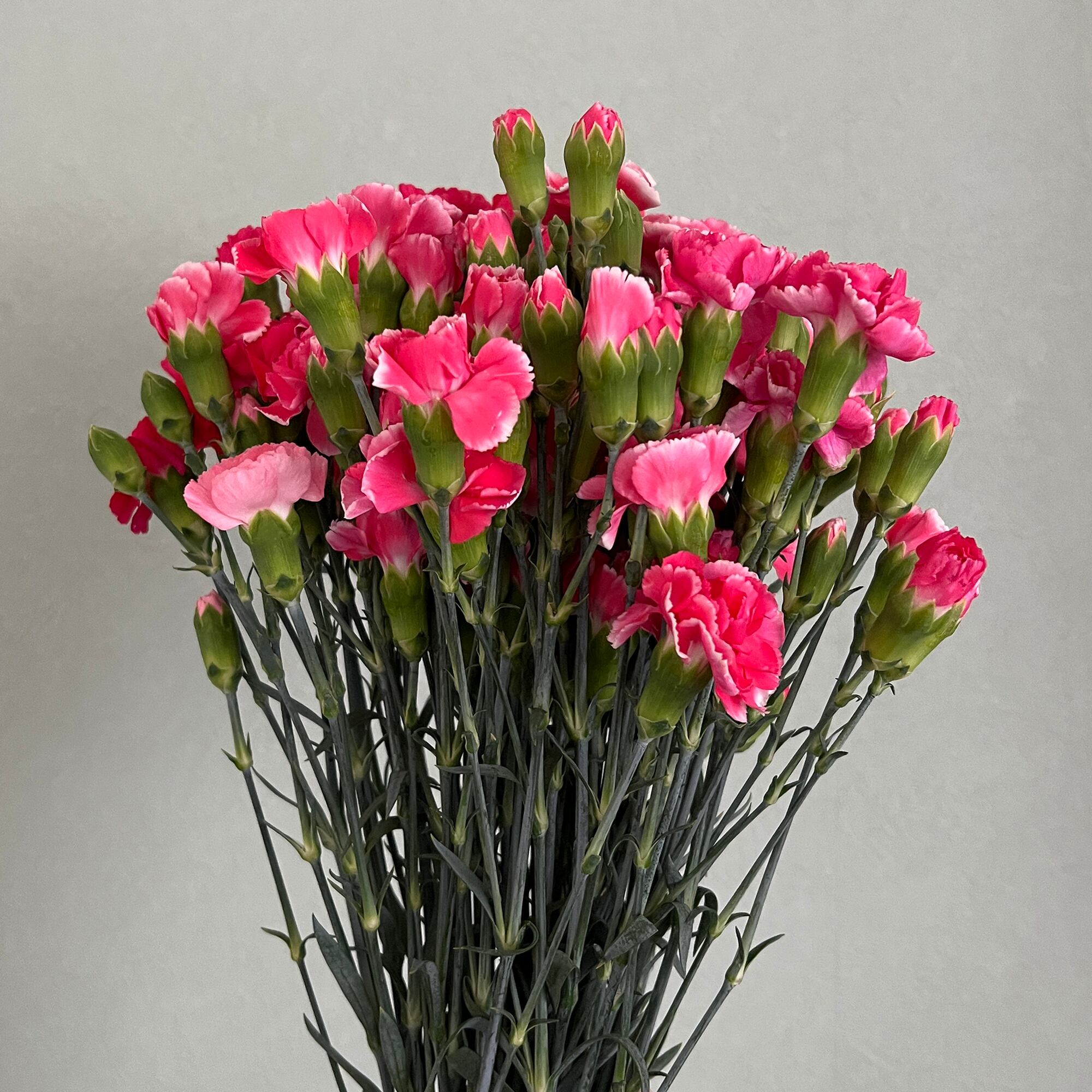 ⭐︎スプレーカーネーション◎50本◎農家直送◎生花◎60センチ ☆高品質の国産☆淡路島のスプレーカーネーション 50本 mix