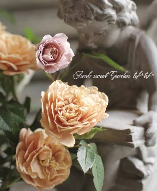 ミニバラ　『モカ』　安田祐司さん育種　3.5号ポット　１苗