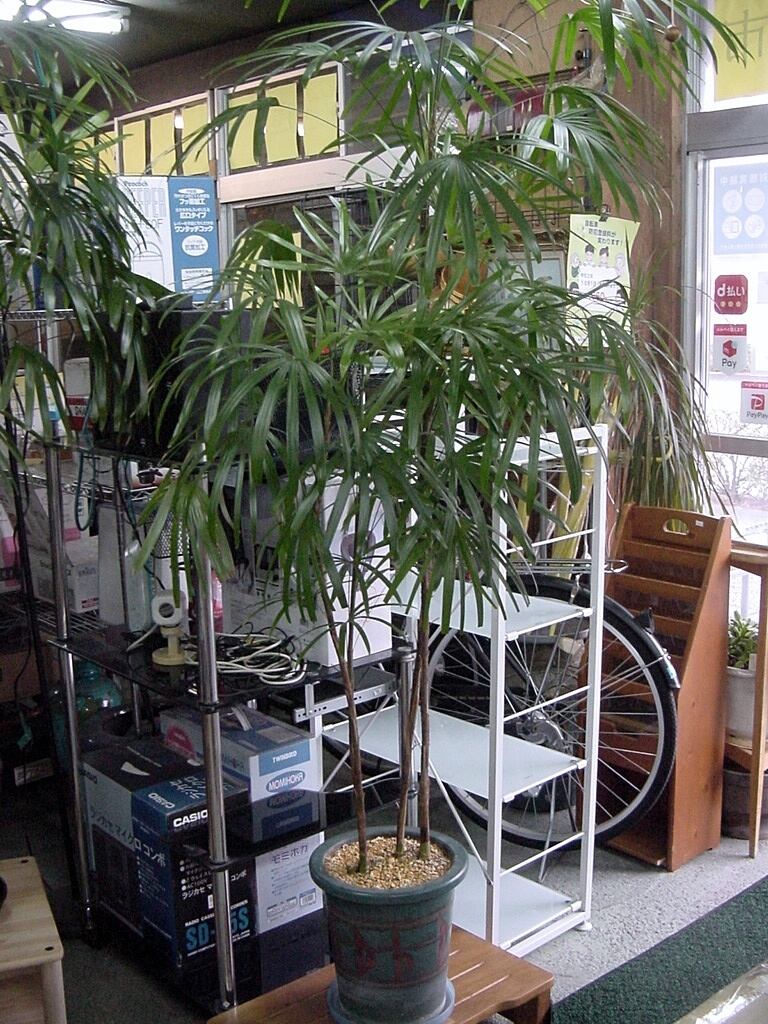 シュロチク 棕櫚竹 千葉県 引き取り限定 5年保証 千葉県