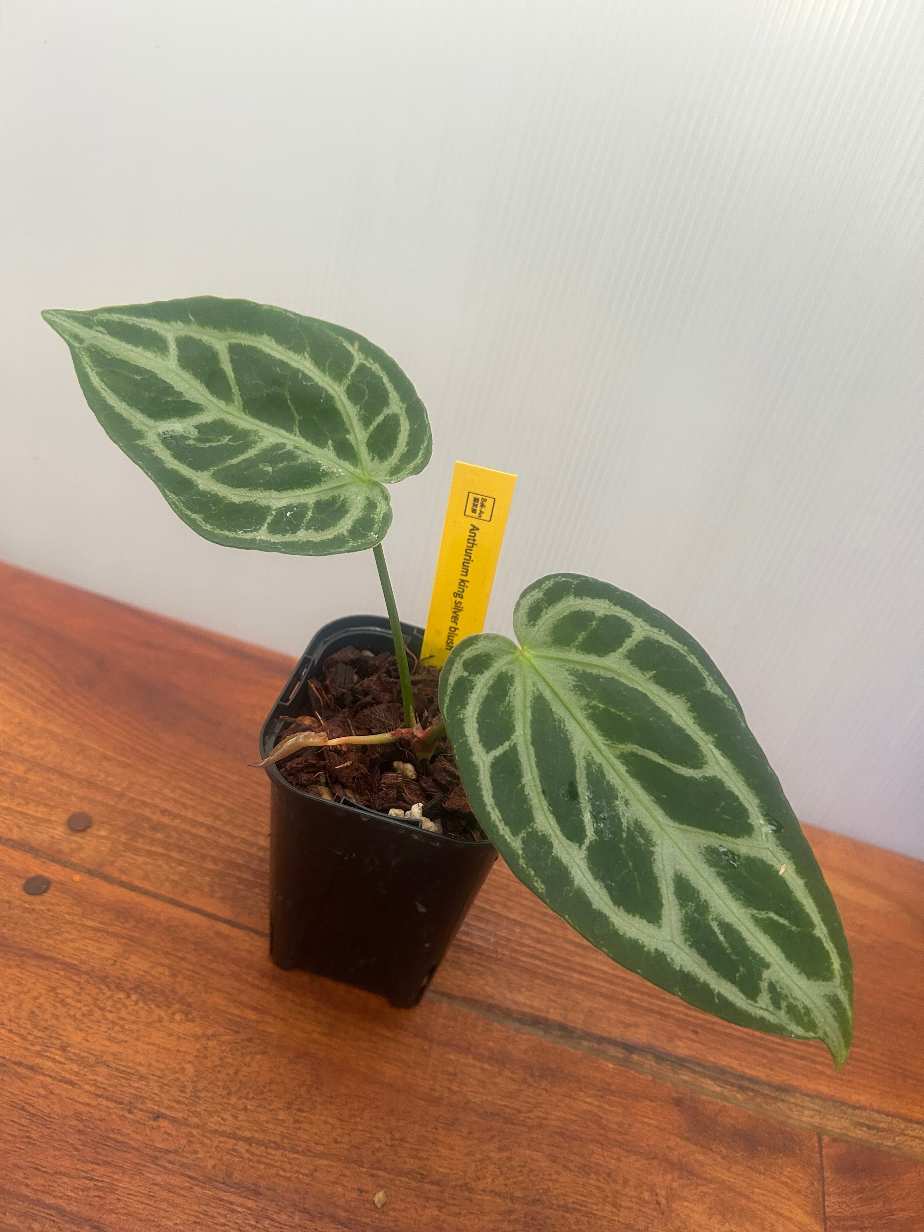 Anthurium | BA PLants
