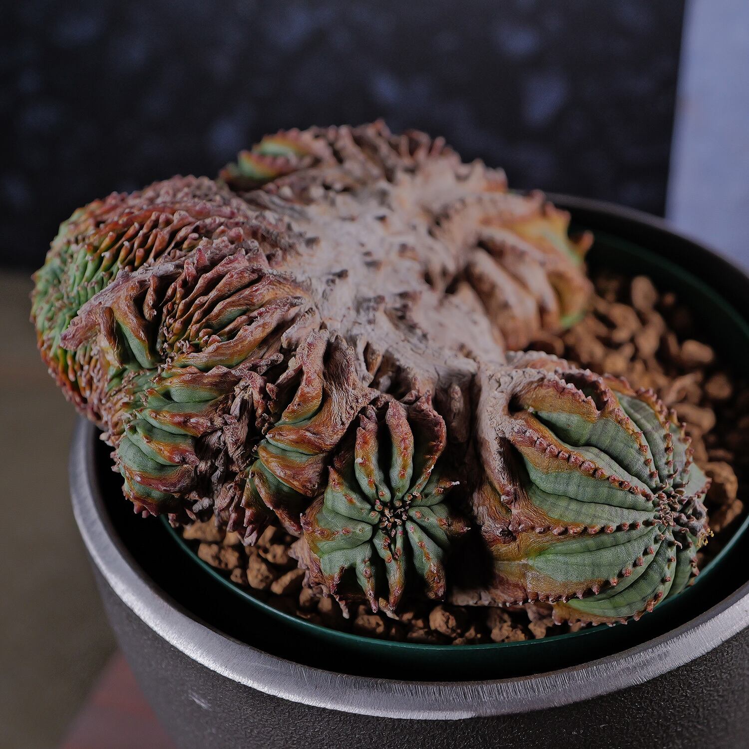 オス株【超厳選株】超異型 超大株 最大幅約12.6cm ヴィンテージ 綴化