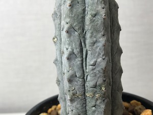 ユーフォルビア アブデルクリ