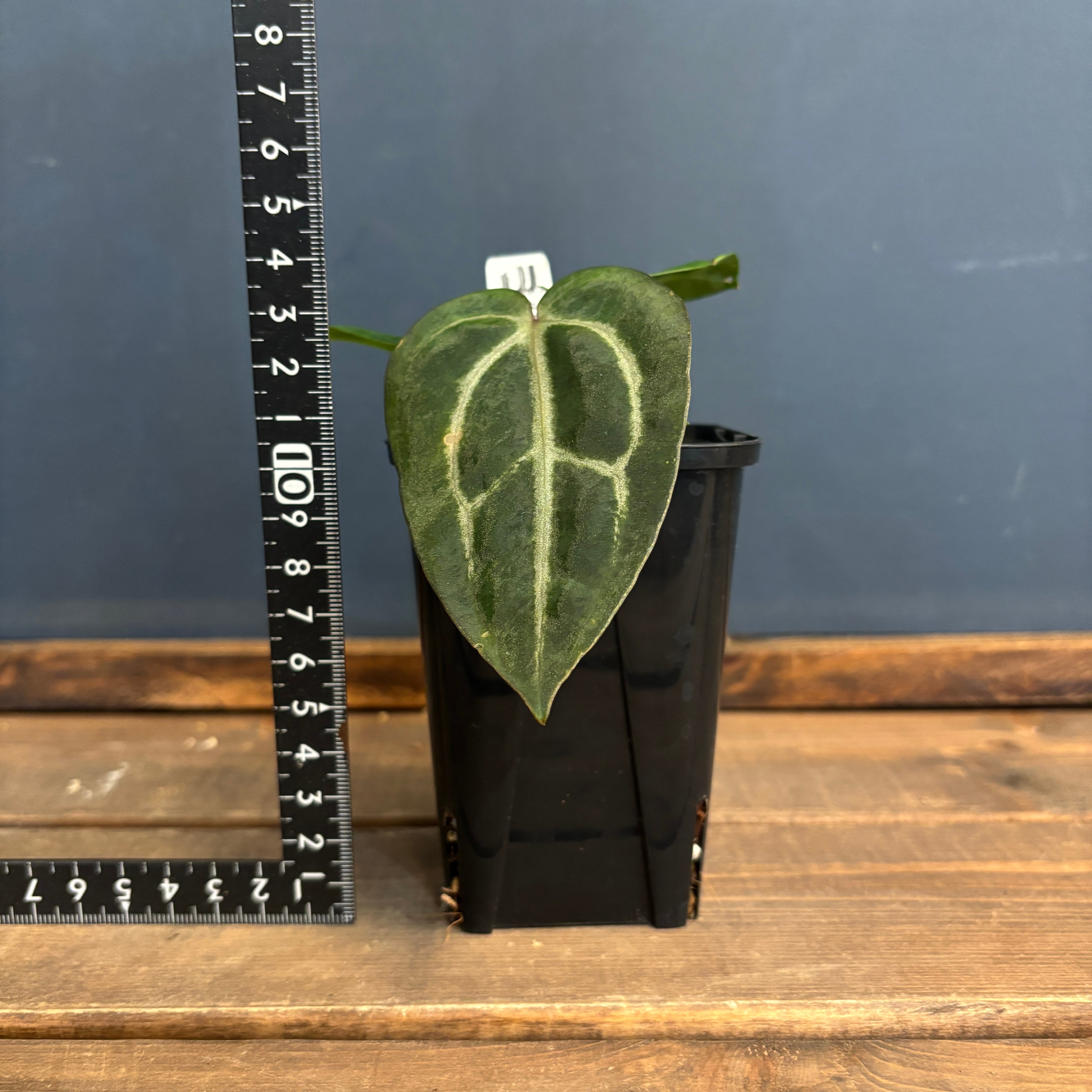 BASE抽選販売(限定価格)】 アンスリウム カーラブラッキー【1055