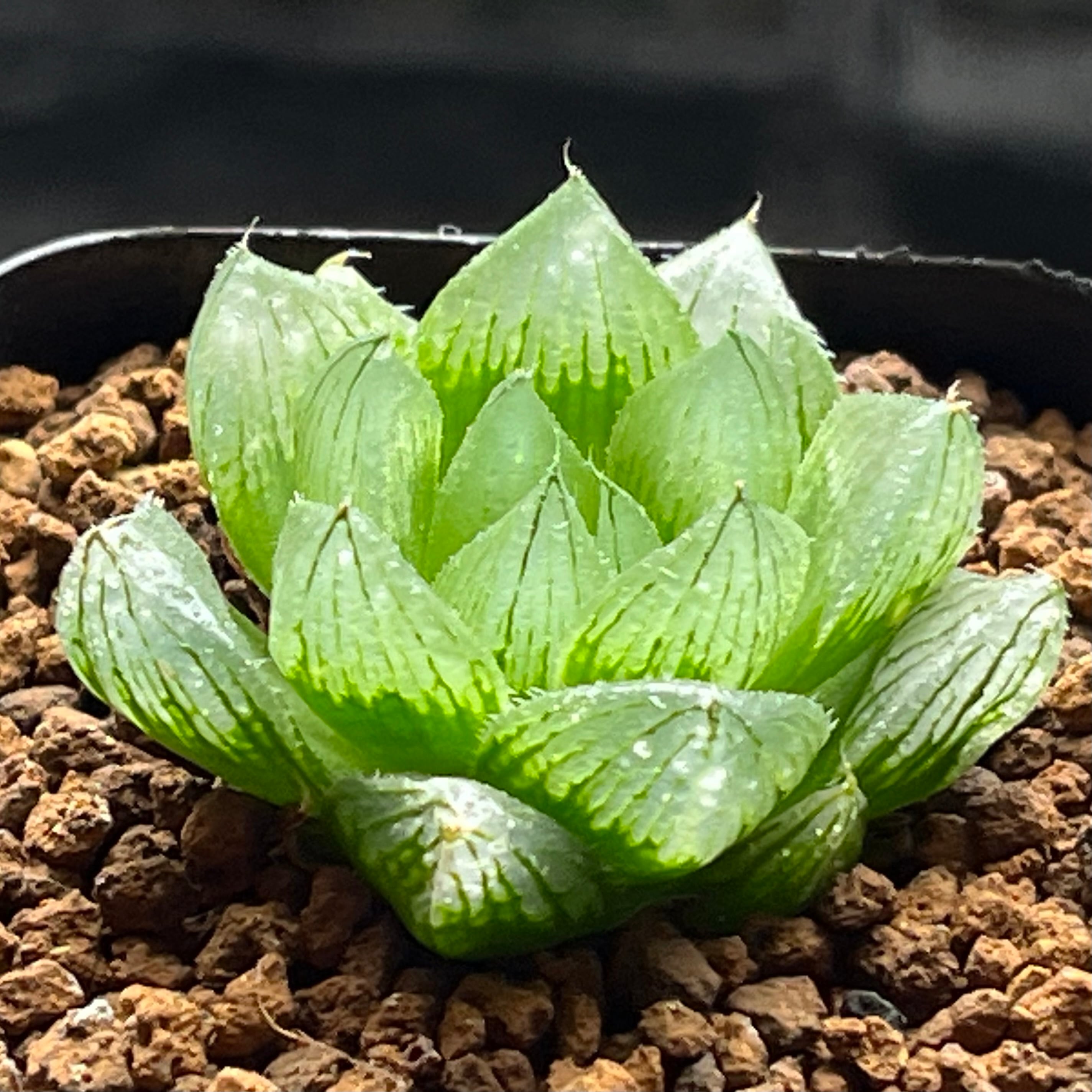 ハオルチア 秋おもい錦×雫絵巻 実生 | mocono_plants