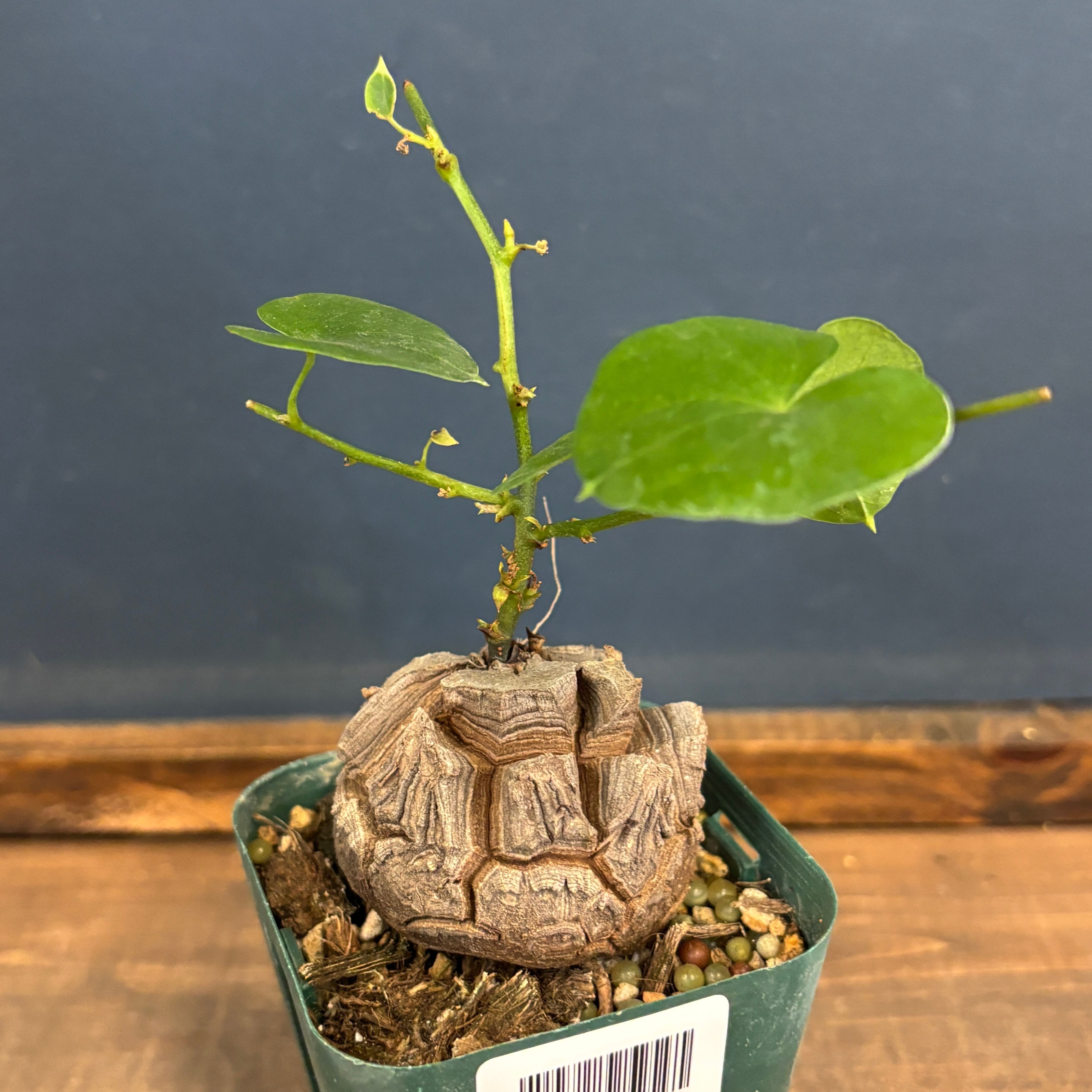 【現地株】ペラルゴニウム ミラビレ 大株】ペラルゴニウム ミラビレ 発根済み 現地株 塊根植物 コーデックス