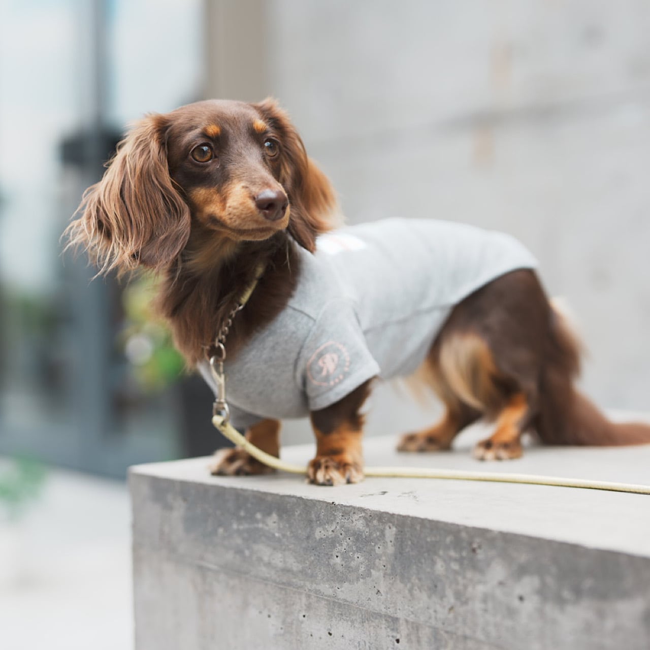 Tシャツ | カニンヘンダックスとミニチュアダックス専門のお洋服web