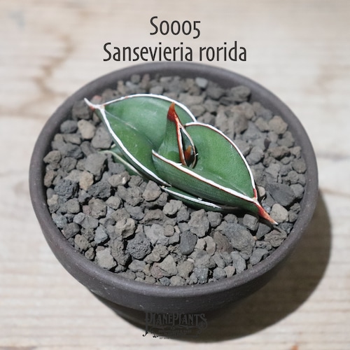 【送料無料】Sansevieria rorida〔サンスベリア〕現品発送S0005