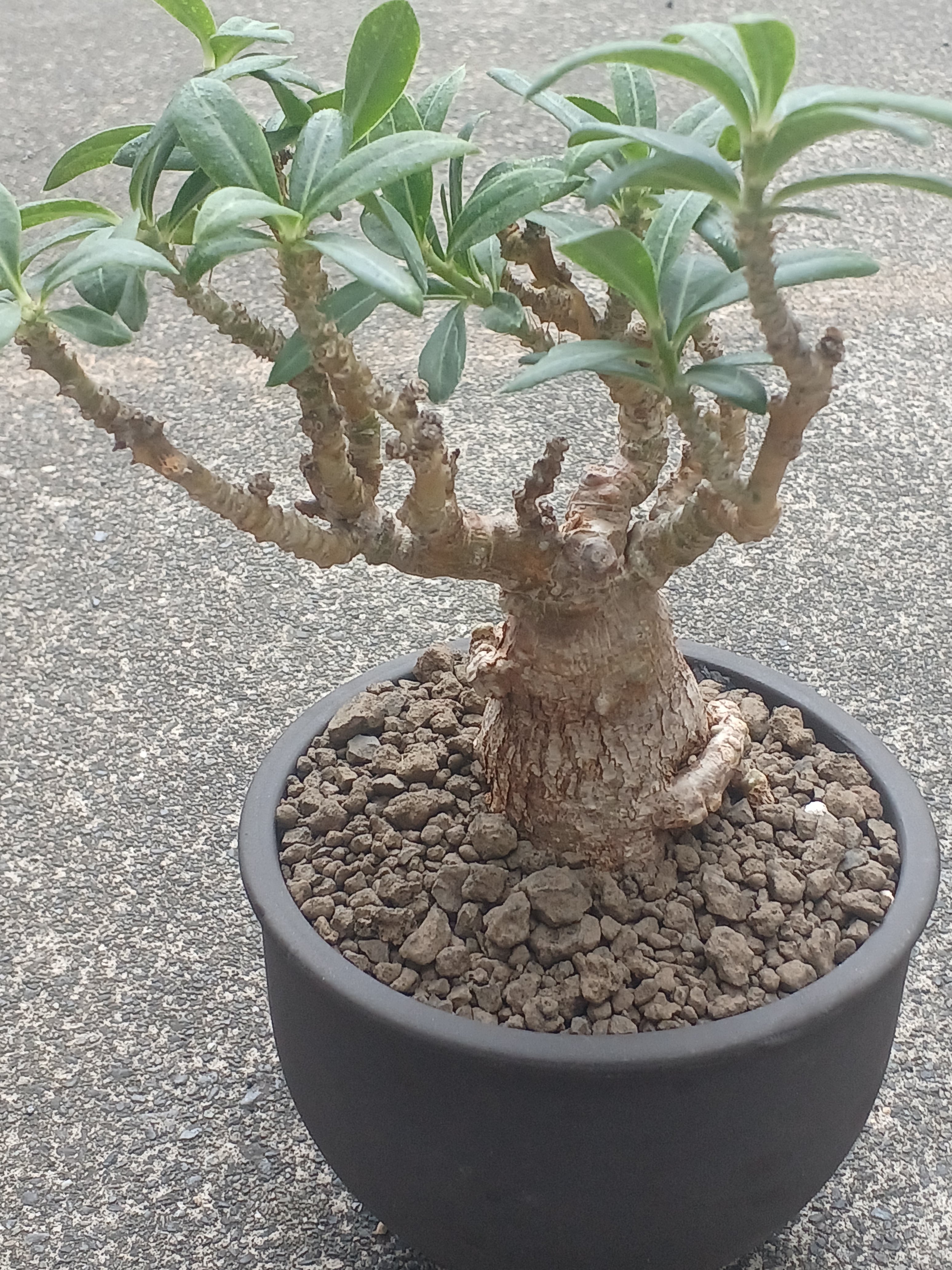 パキポディウム デンシフローラム　現地球　大株 パキポディウム デンシフローラム 現地球 マダガスカル産 大株