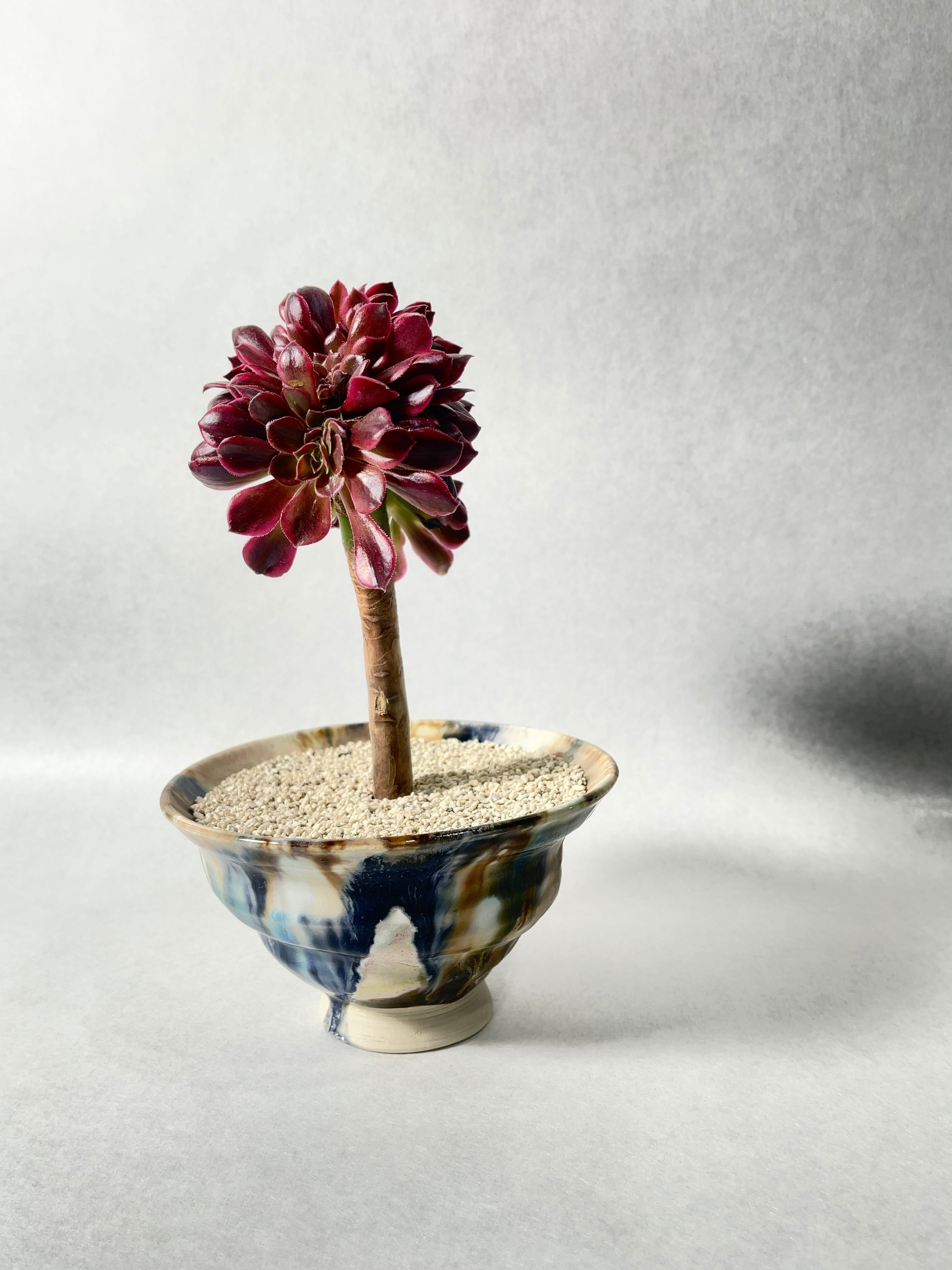 アエオニウム・メデューサ綴化 | trigger