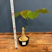 【新着3日限定10%OFF】プセウドボンバックス エリプチカム【102】