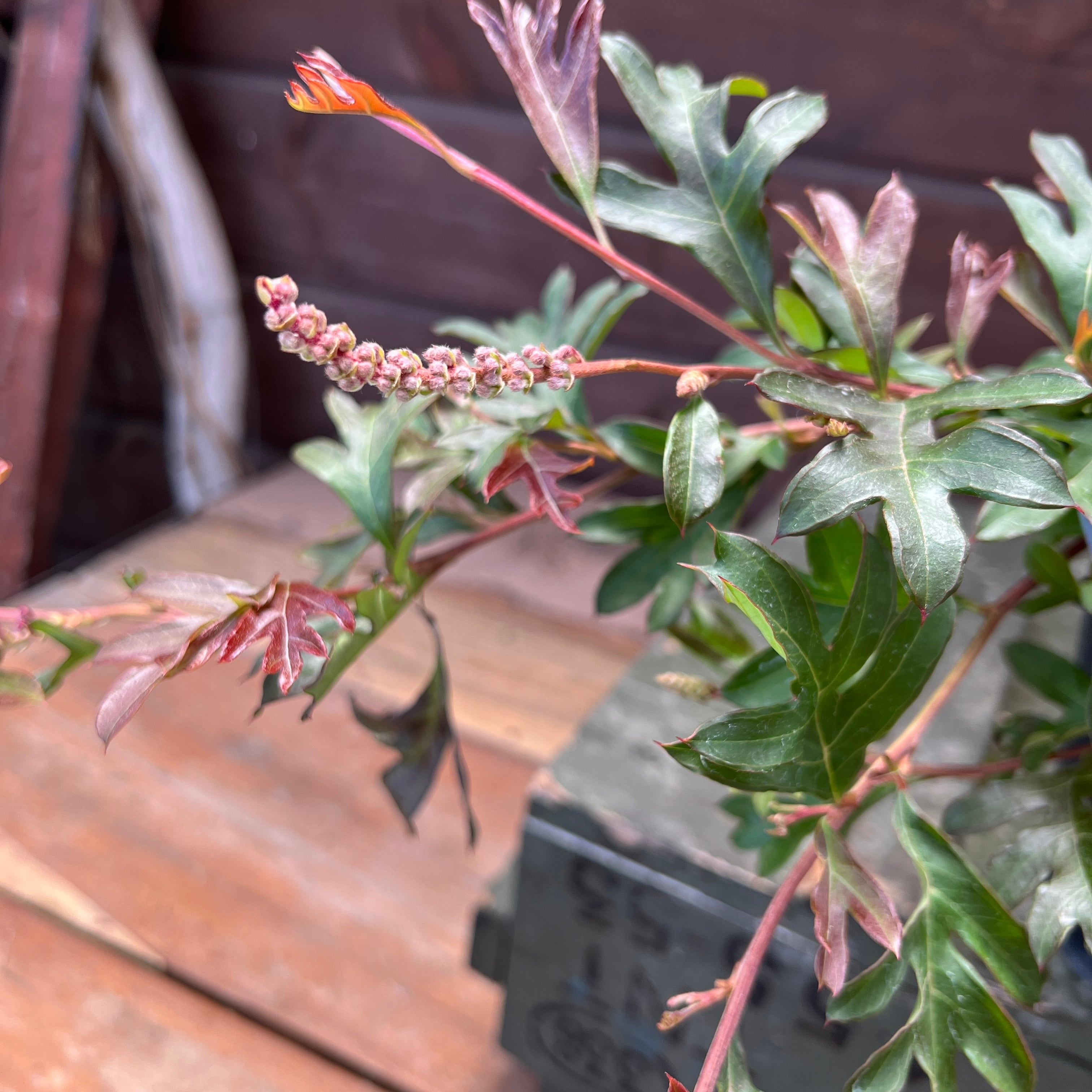 グレビレア ガウディチャウディ① | 沼ノ上農園