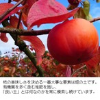 甘柿の干し柿（ドライフルーツ）8袋入箱  ギフト【ご注文確認後5営業日以内に発送】
