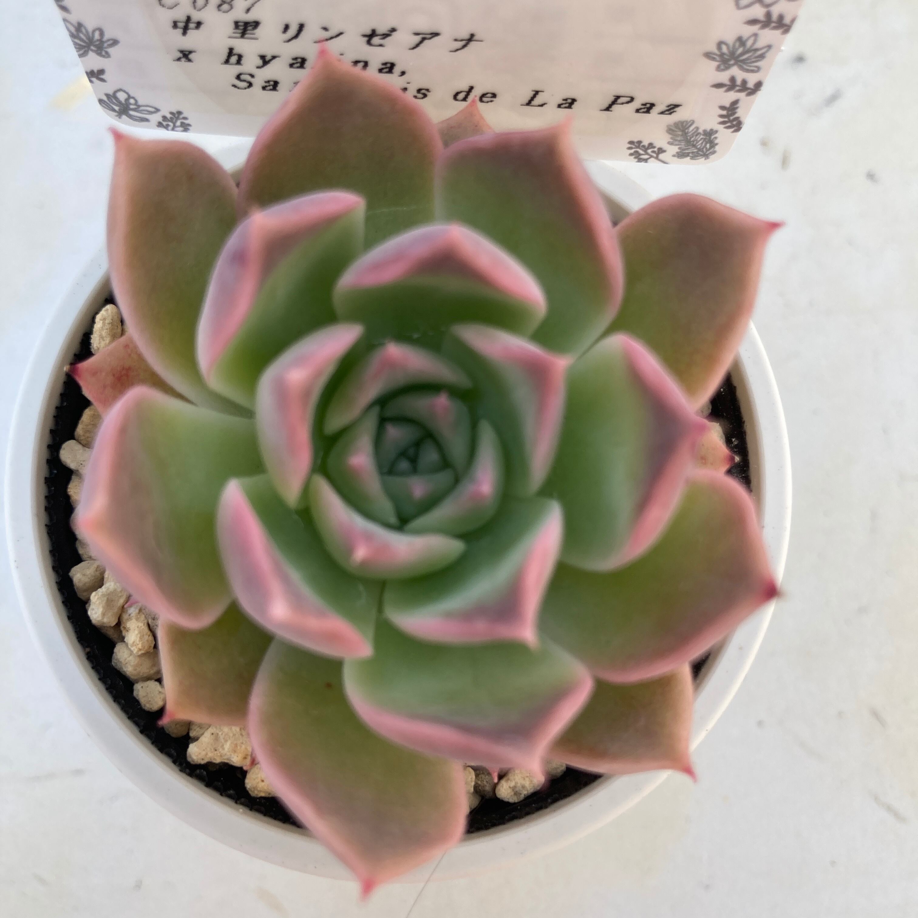 現物商品】中里リンゼアナ x hyalina,San Luis de La Paz | 多肉植物研究所