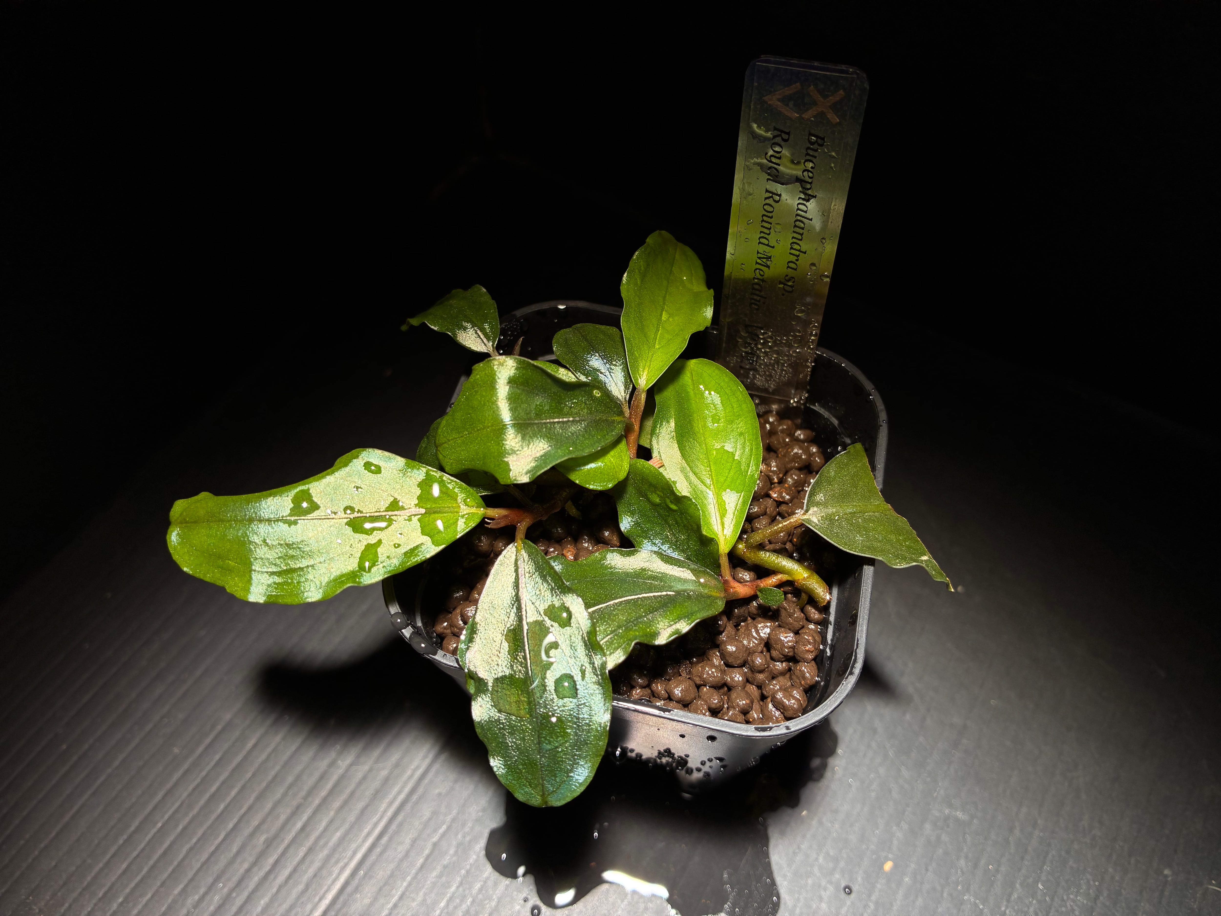 Bucephalandra sp. Royal Round Metalic 【PV便】大株 | AquaFocus