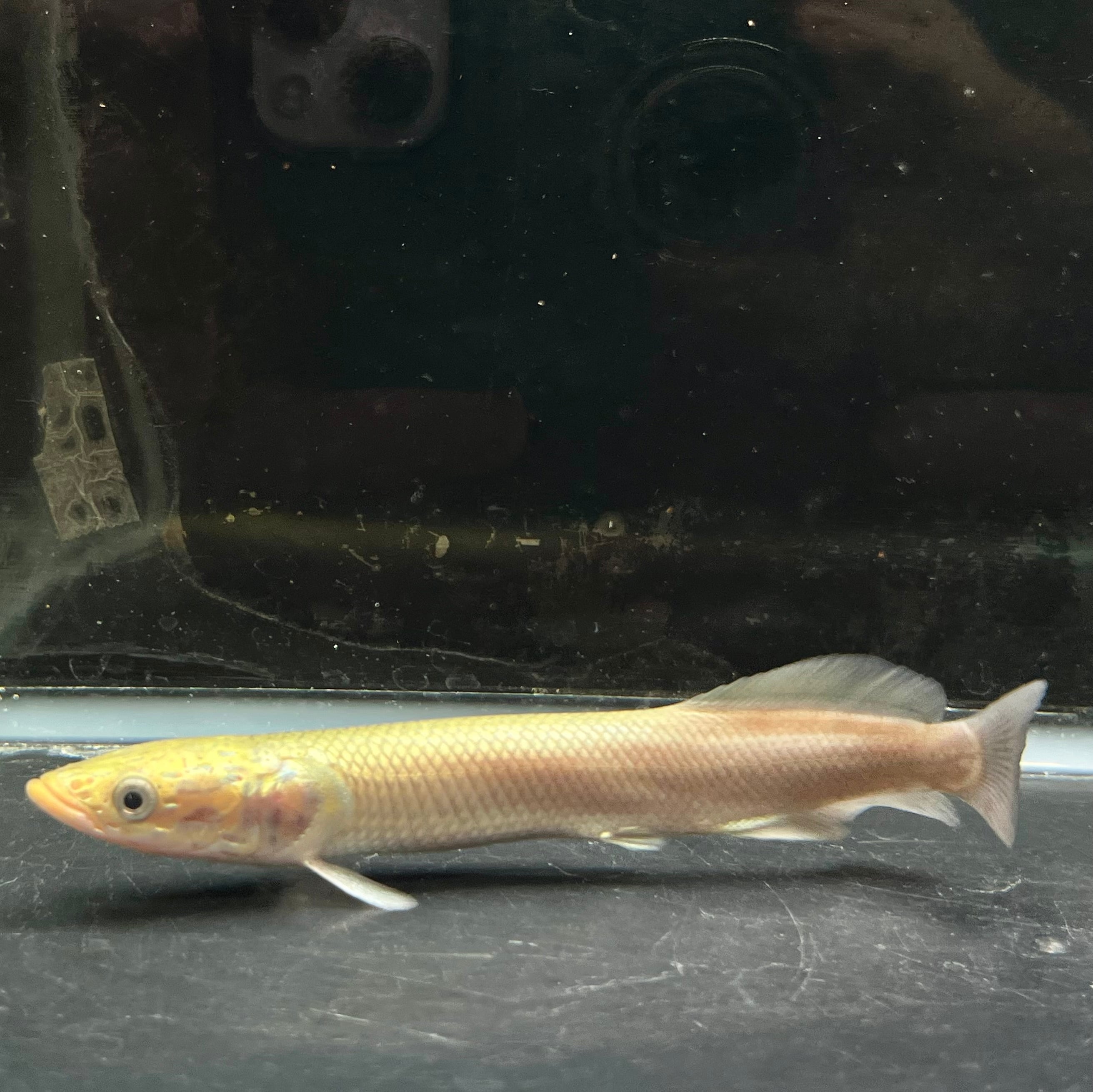 【激レア】ピラルク 大型健康個体 アマゾン王者 古代魚 即戦力観賞魚 1匹