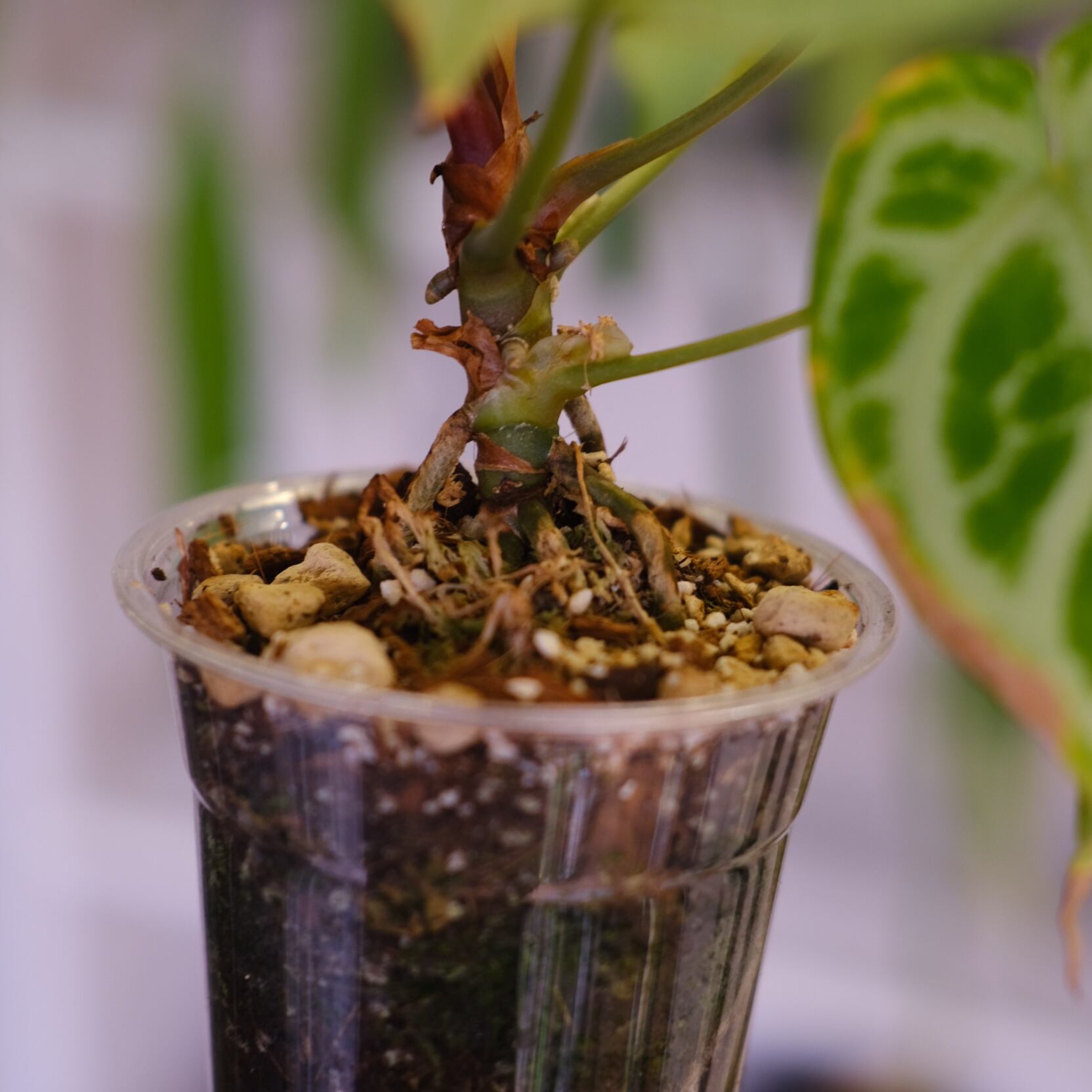 Red Crystallinum × Silver Blush│アンスリウム・レッド クリスタ