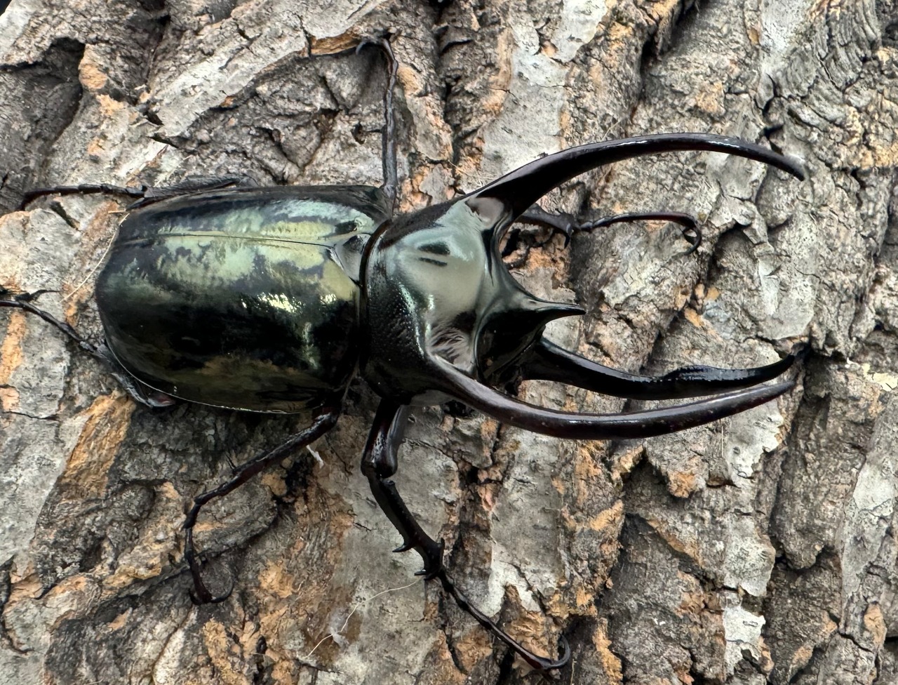 【WD】《ミンダナオアトラスオオカブト 90mm ペア》