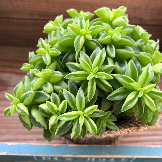 モトルド モンステラ 斑入り ツル性 希少 ガーデニング | 植物の店ベリー