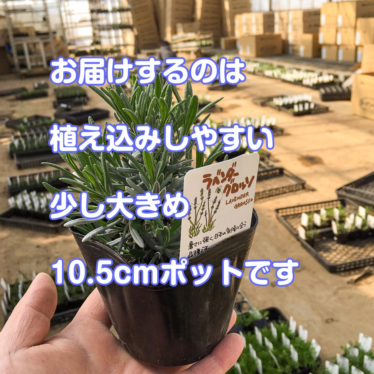 【ご依頼品】ラベンダー グロッソ 苗 ポット苗 15cmポット苗 ラベンダー グロッソ - ステップナッツ