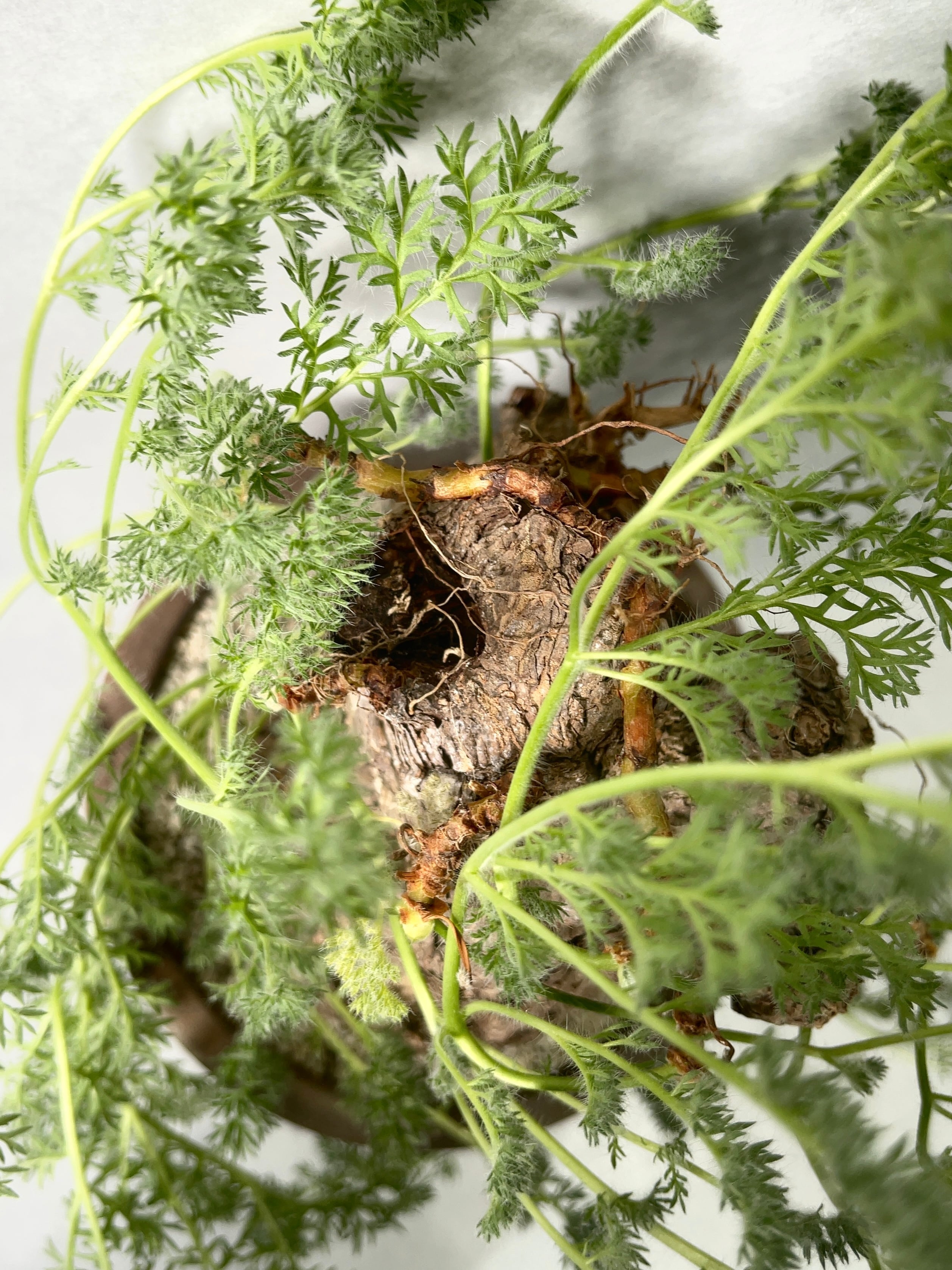 ペラルゴニウム・トリステ | trigger