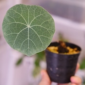Stephania kaweesakii / ステファニア カウィーサキー㊷/ 観葉植物