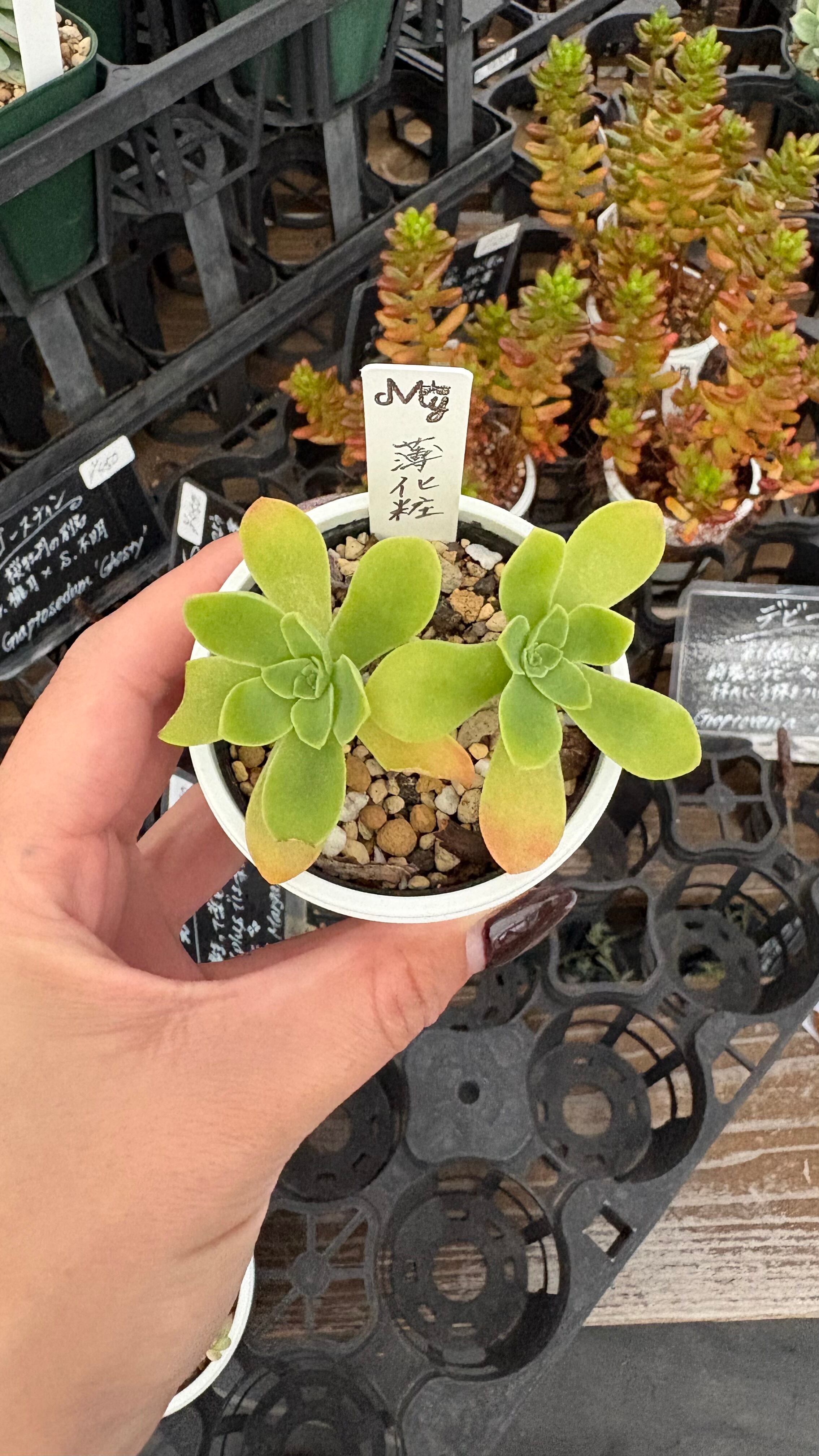 多肉植物 アエオニウム レア 孔雀白錦 美苗 #孔3 | PAY ID