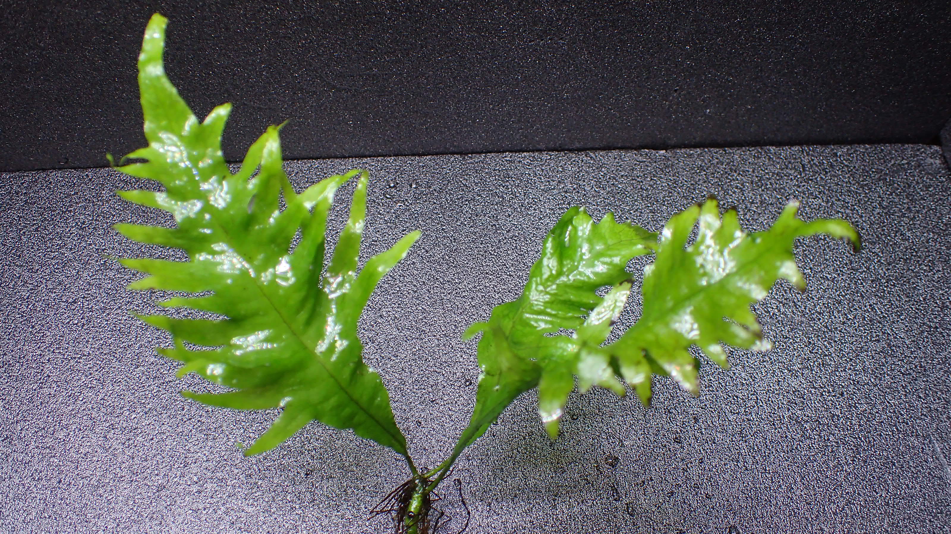 Bucephalandra sp Red Mini Phantom 1株 | 熱帯植物 水草