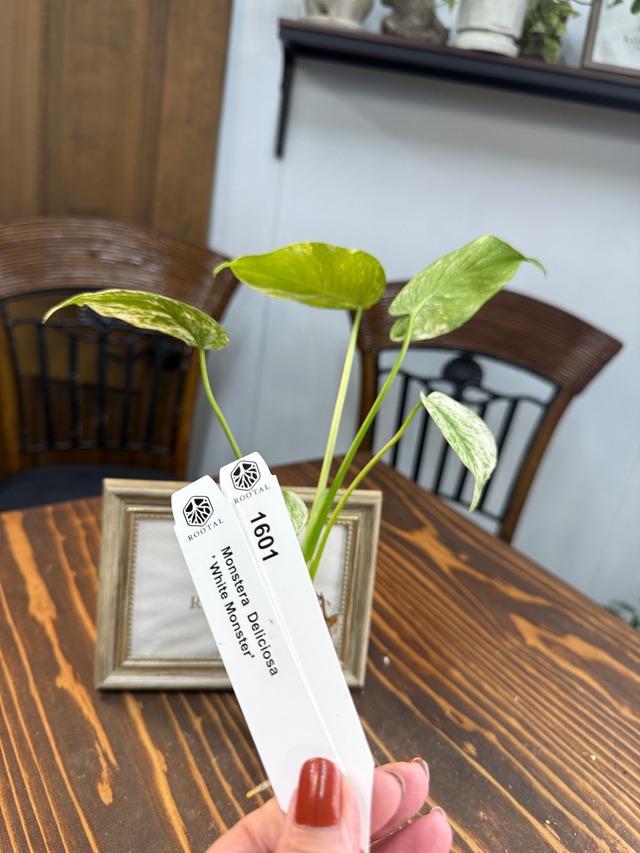 ★1601 モンステラ　デリシオーサホワイトモンスター（口径5㎝ポット）