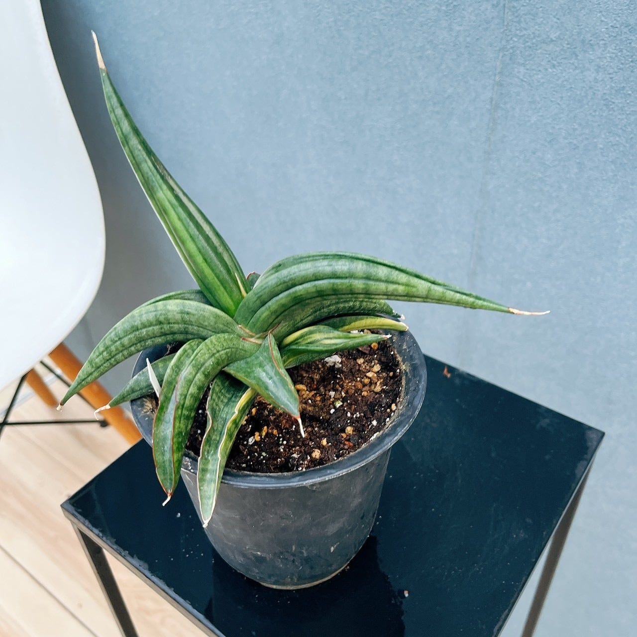 現品］【希少】サンスベリア パテンス 斑入り 4号 観葉植物 室内 レア