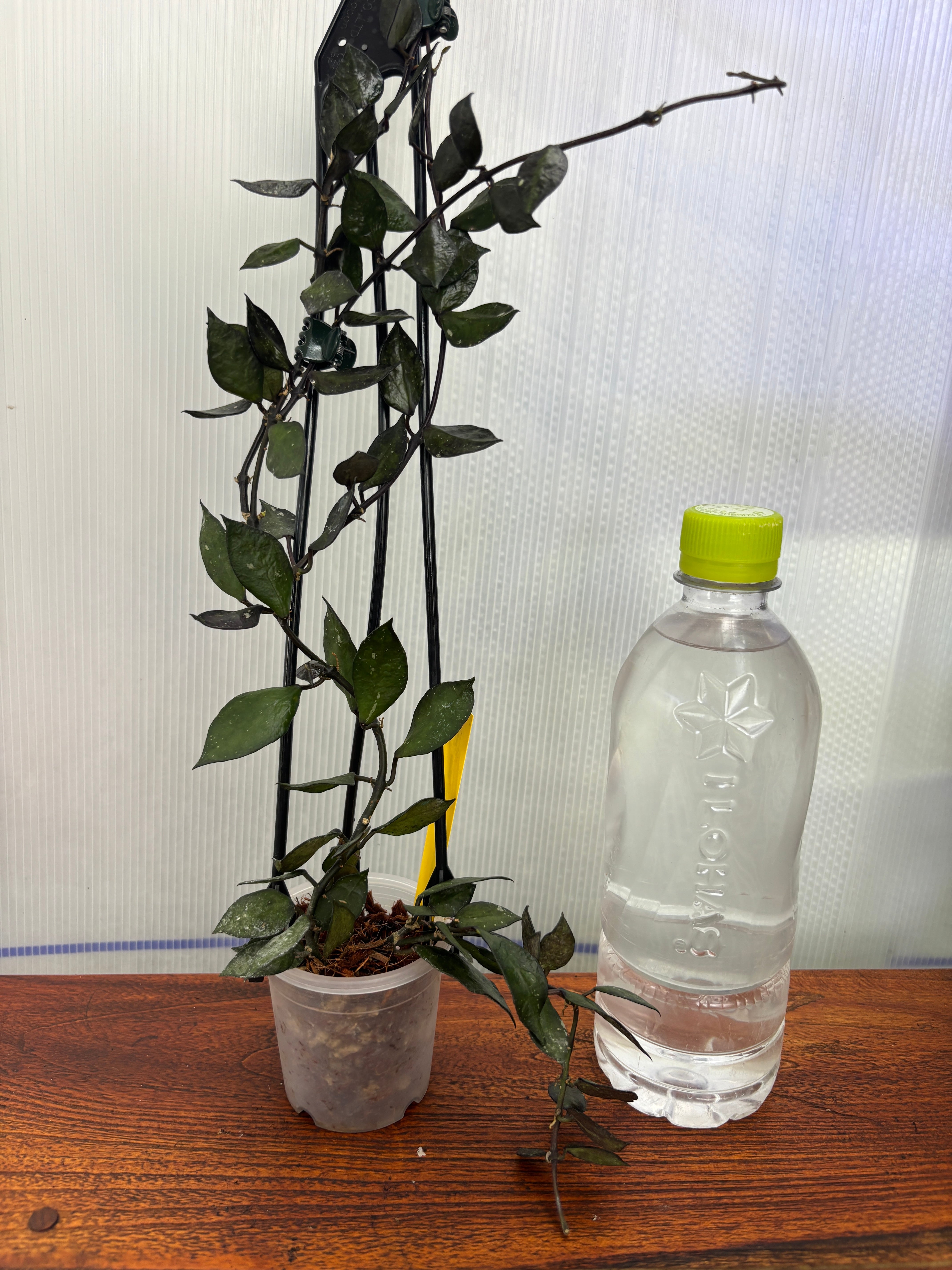 Hoya | BALI-AN 園芸