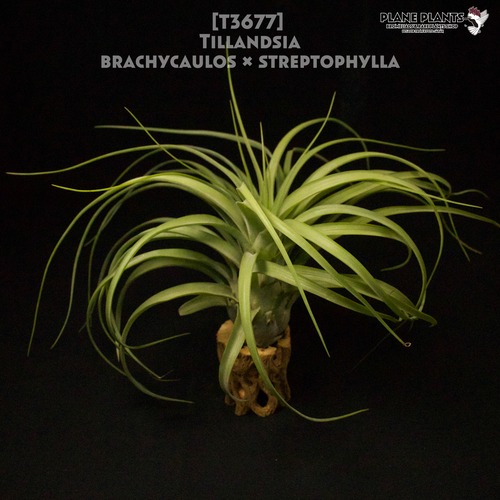 【送料無料】brachycaulos x streptophylla〔エアプランツ〕現品発送T3677
