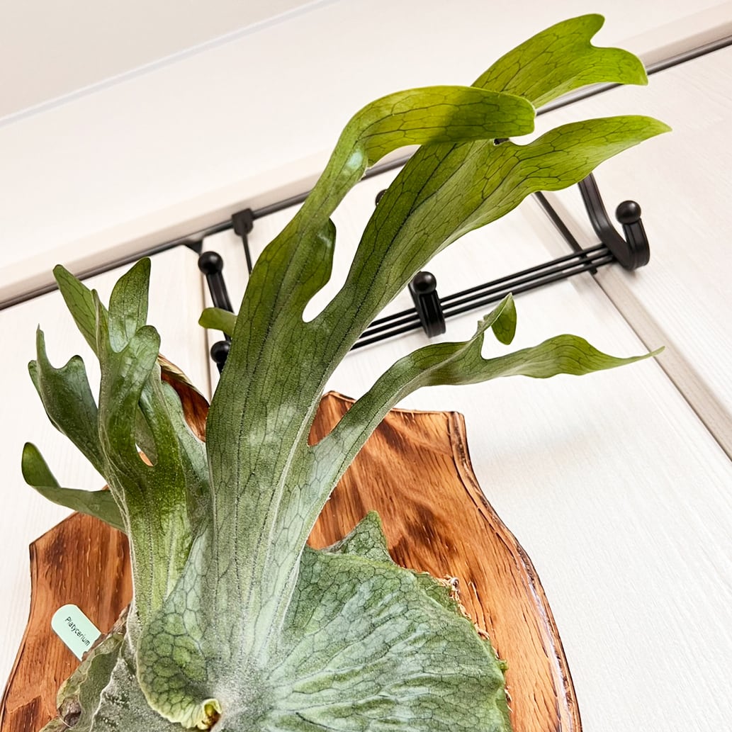 ビカクシダ グランデ 板付 【観葉植物 壁掛け コウモリラン