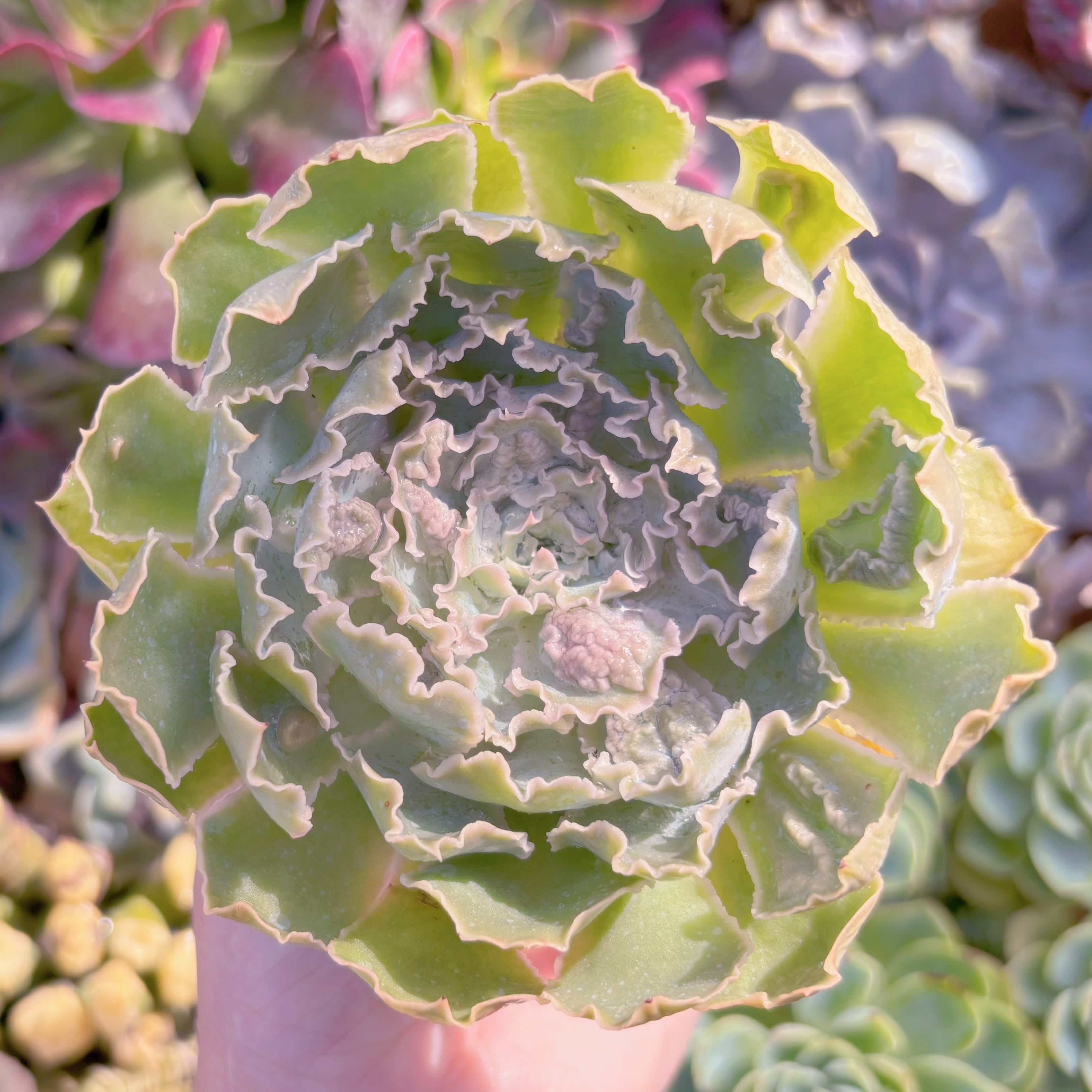 多肉植物　祇園の舞　在庫僅少　新入荷　るる農園
