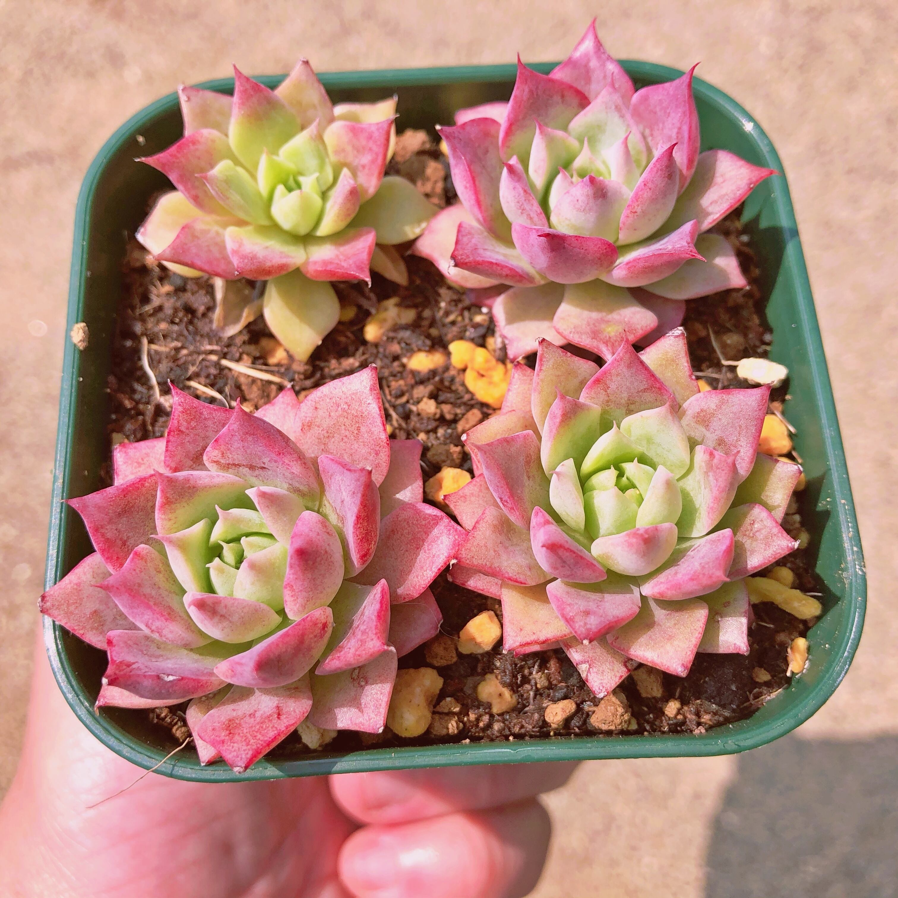 多肉植物 レッドホール Xルビン 4苗 るる農園 多肉植物専門 多肉植物 レッドホール Xルビン 4苗 るる農園 多肉植物専門