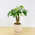 双子パキラ　　[観葉植物•1点もの]　二人仲良く育っております！