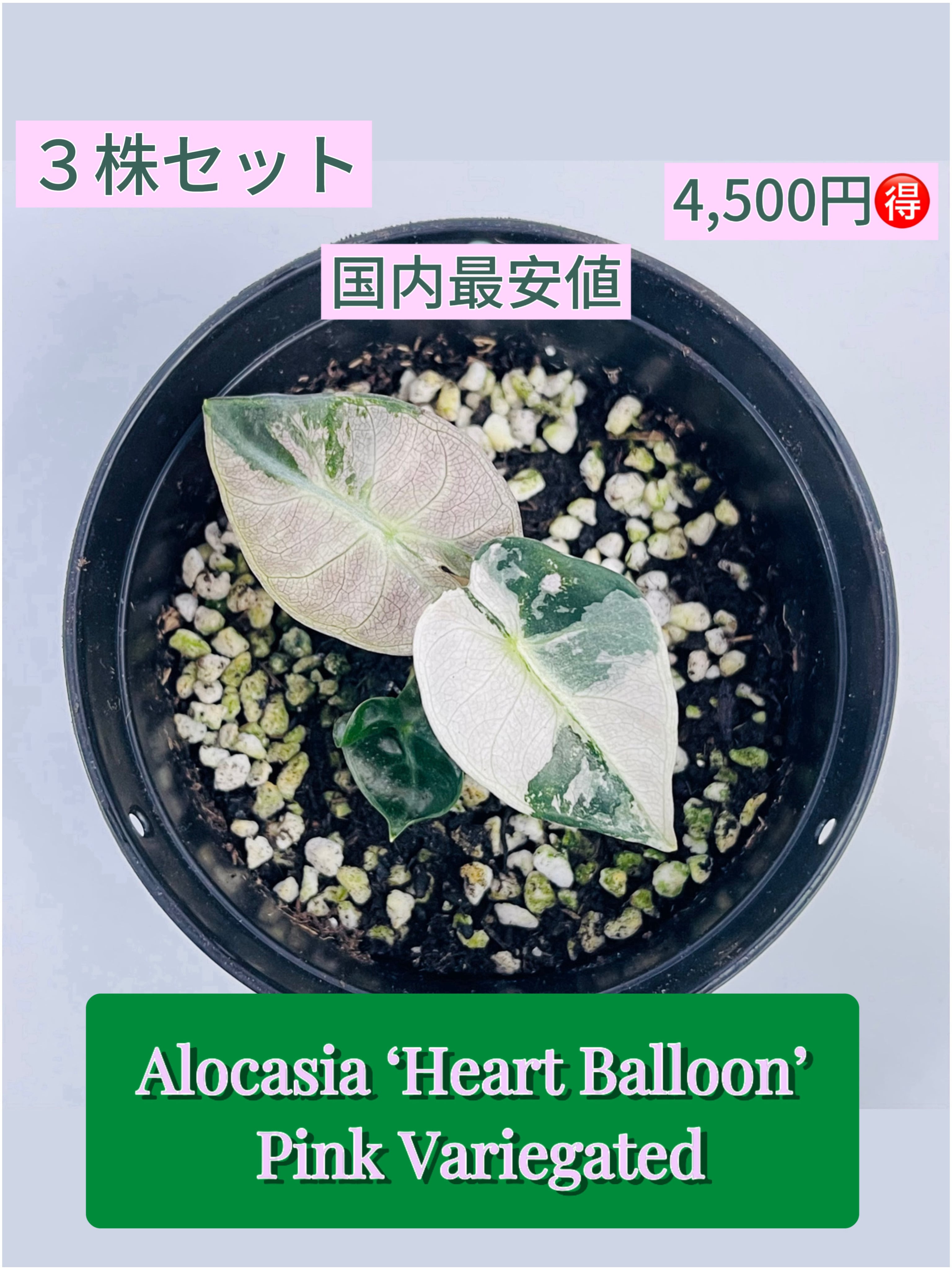 予約販売】Alocasia 'Heart Balloon' Pink Albo｜アロカシア ハート