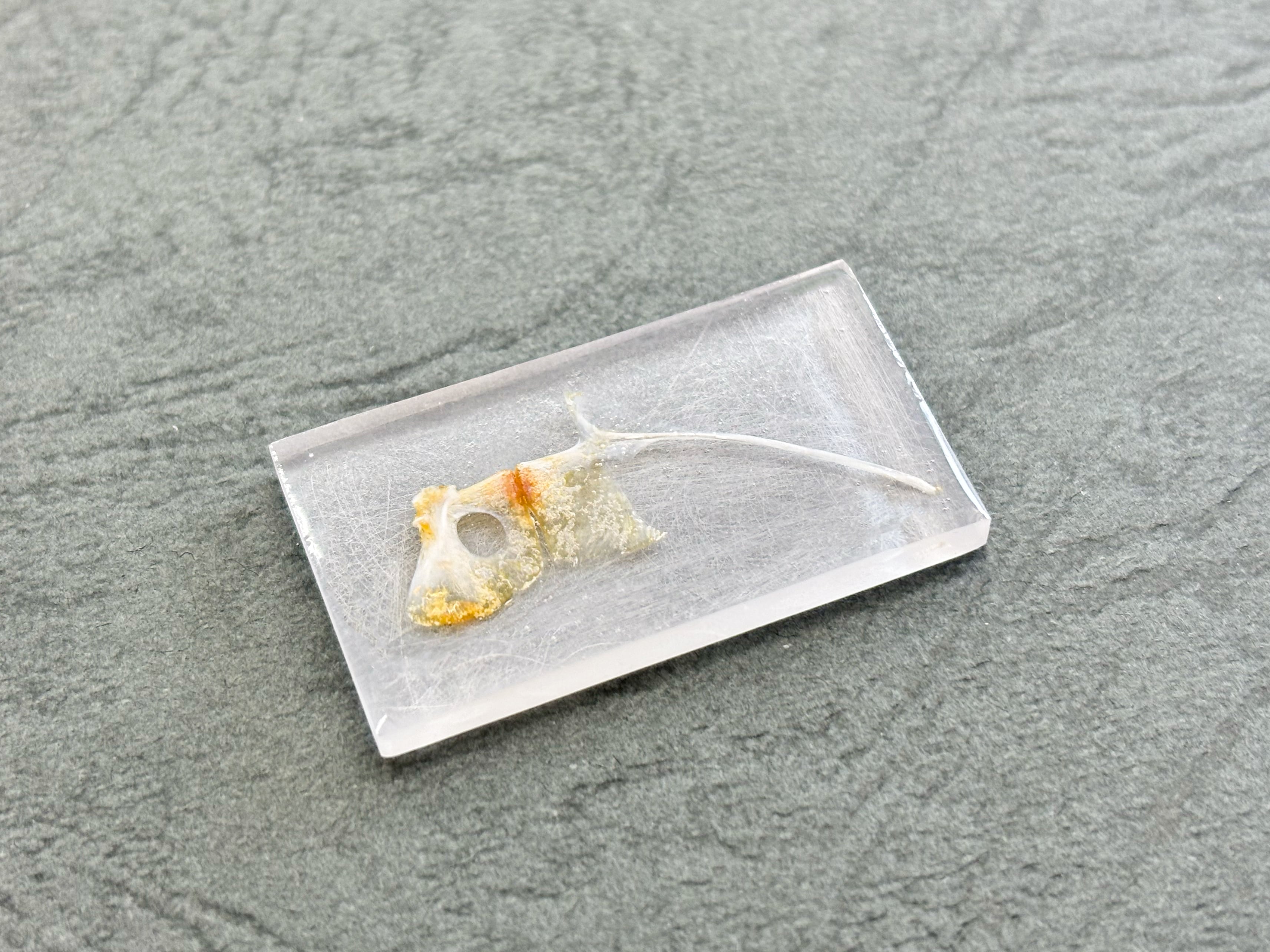 金運UP 明石の天然真鯛 力こぶ【激流】Mサイズ 商売繫盛 幸運 厄除け お守り 金運UP 明石の天然真鯛 力こぶ【激流】Mサイズ 商売繫盛 幸運 厄除け