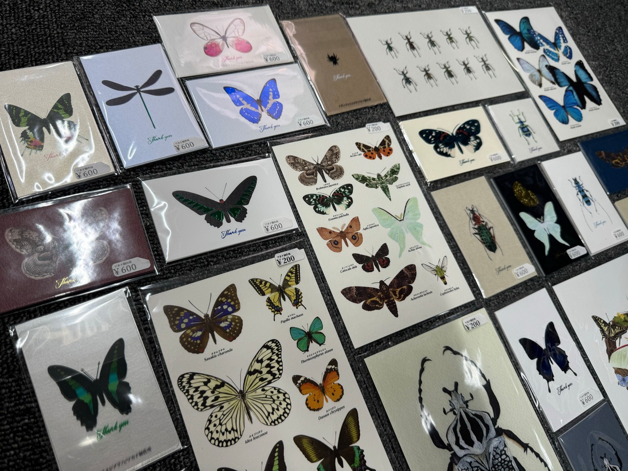 実寸大キプリスモルフォの腹背同体カード【※額無し】