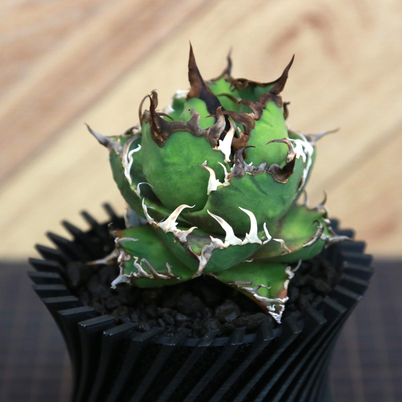 Agave Titanota Super Red Catweezle アガベ チタノタ スーパーレッドキャットウィーズル / TC株 / 3合鉢 / Lot.001