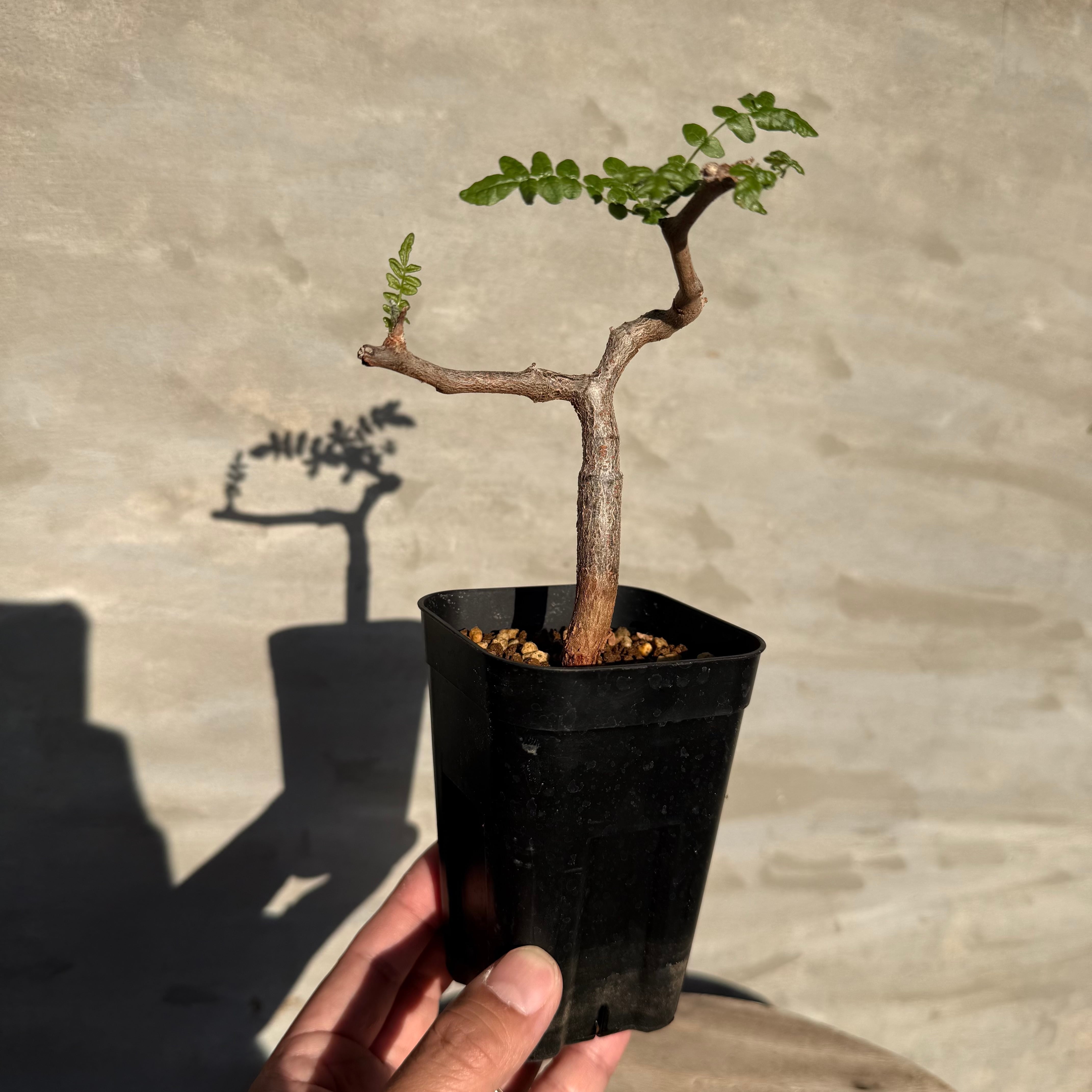 植物】コミフォラ モンストローサ 実生株<2> | A-PLANTS
