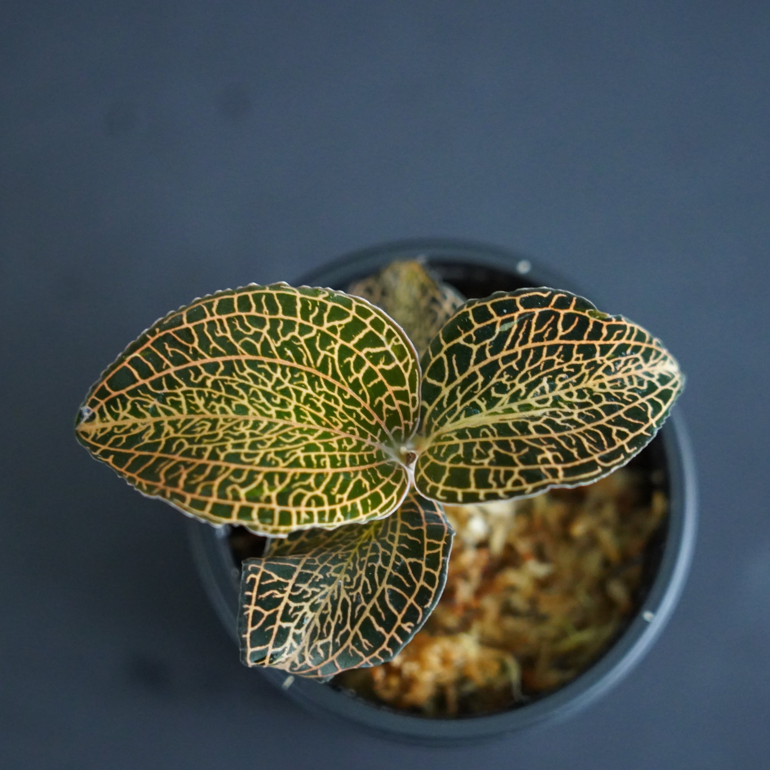 ◇現品◇アネクトキルス sp. 'RoseGold'【ジュエルオーキッド宝石蘭