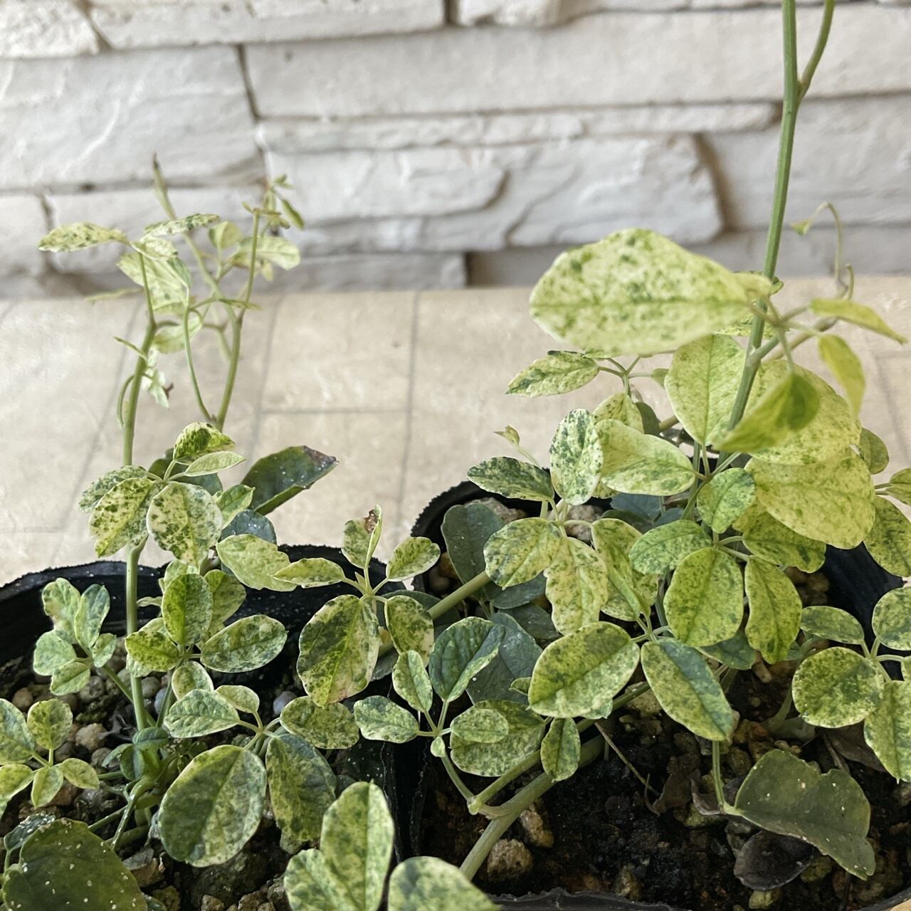 斑入りオリーブ苗 A （苗 ホスタ 斑入り オリーブベイリーラングドン 1  