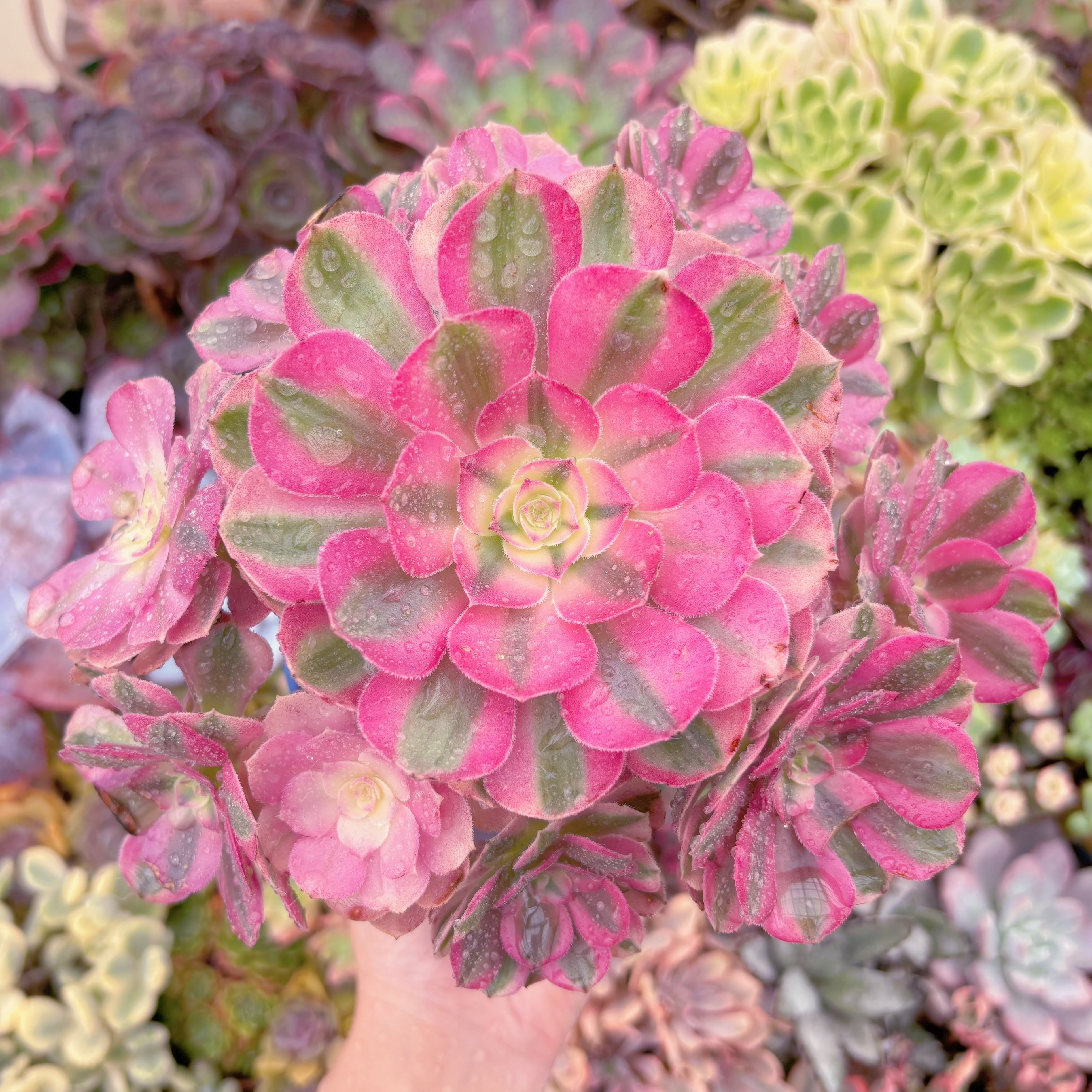 現品　ライチ#844　特特大群生　るる農園