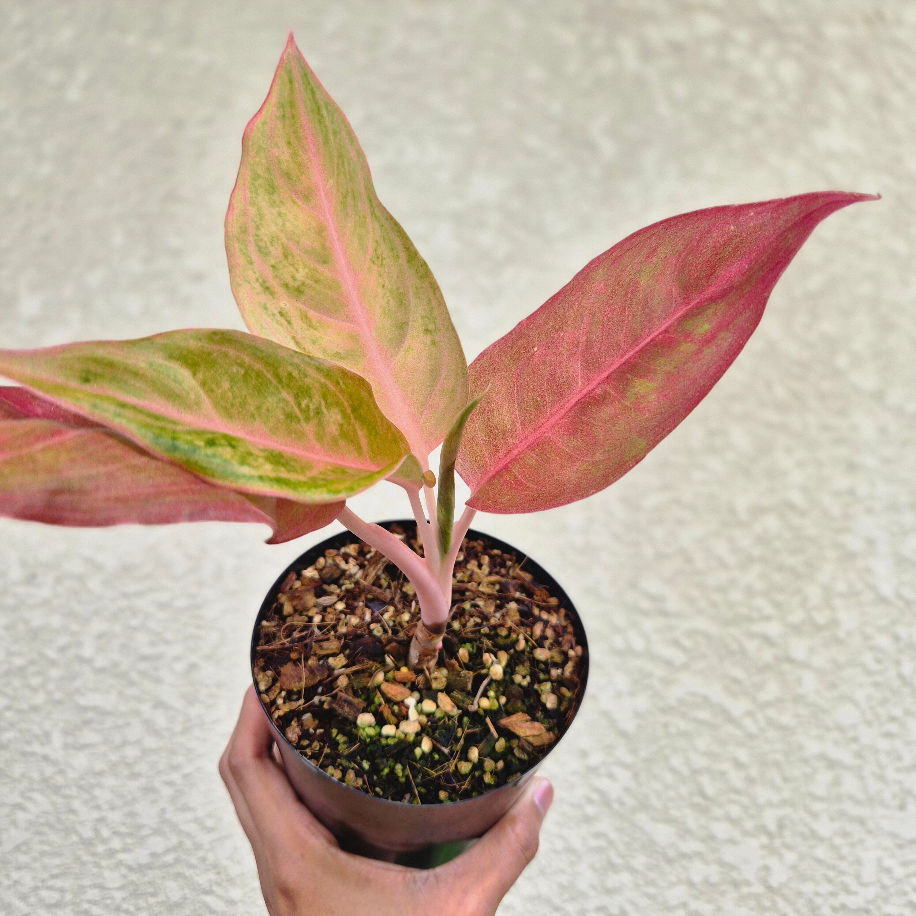 《Aglaonema Mulan》 アグラオネマ ムーラン 観葉植物 /ポット発送