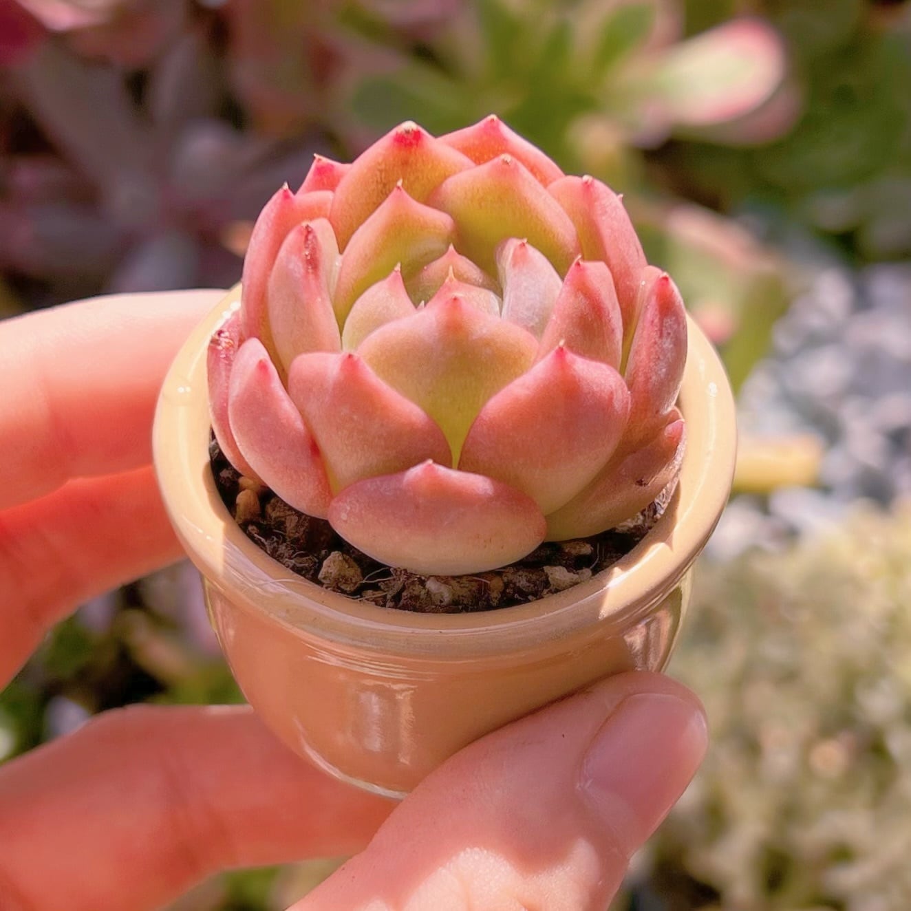 多肉植物　クリーム美人　新入荷　るる農園