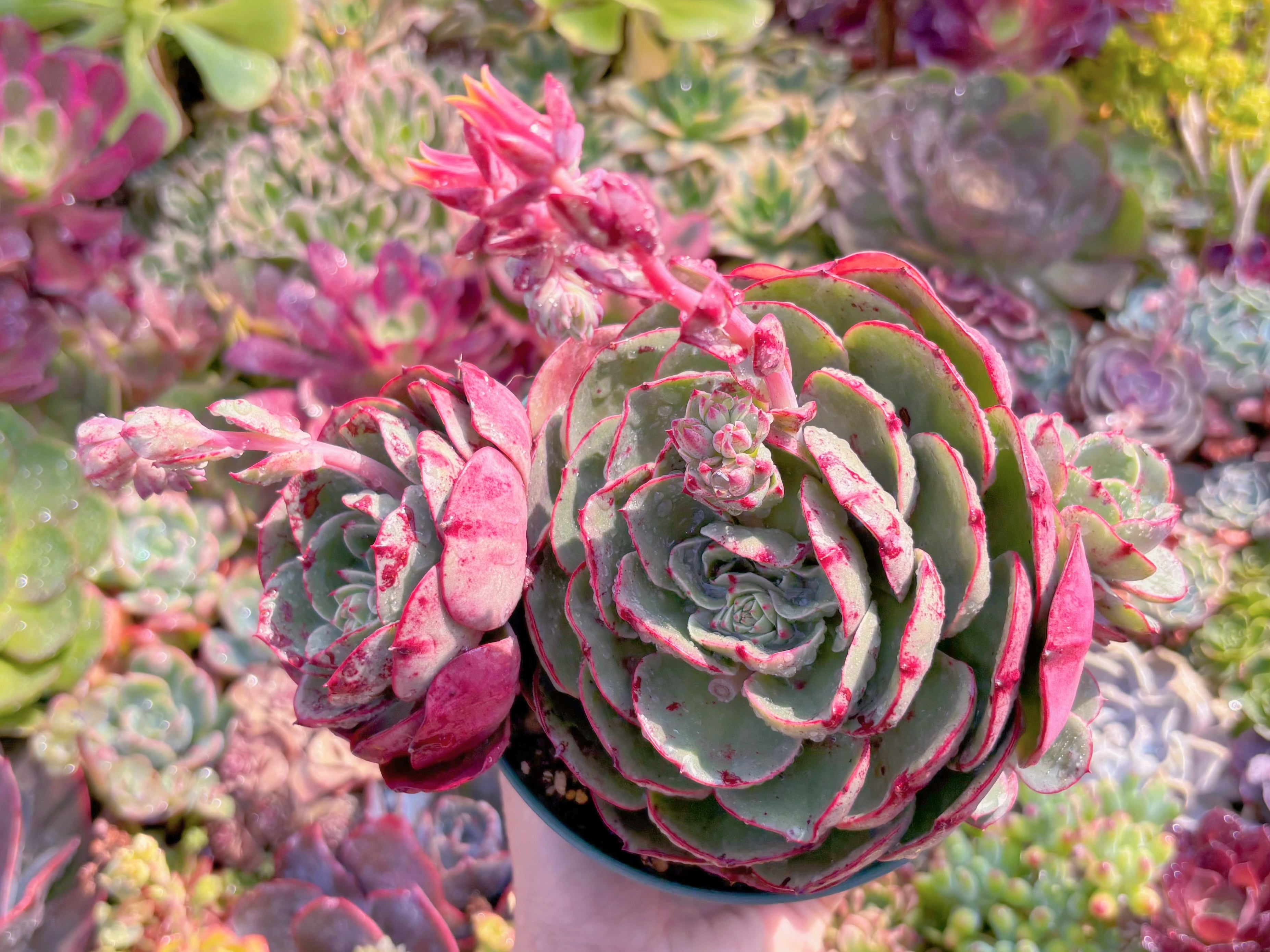 現品　ロンギシマ変異#637　大群生　るる農園