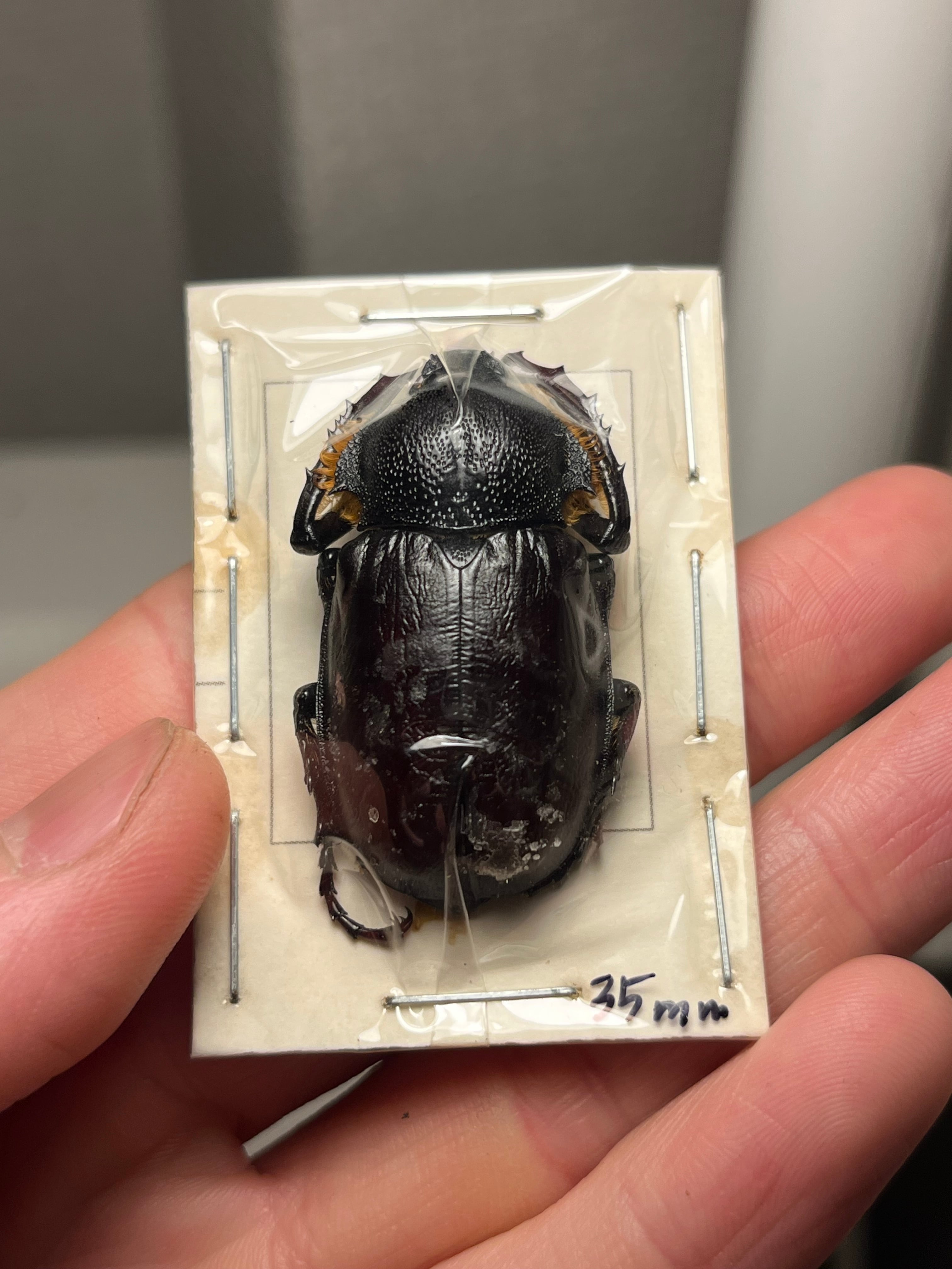 標本 | オモニキチュウ