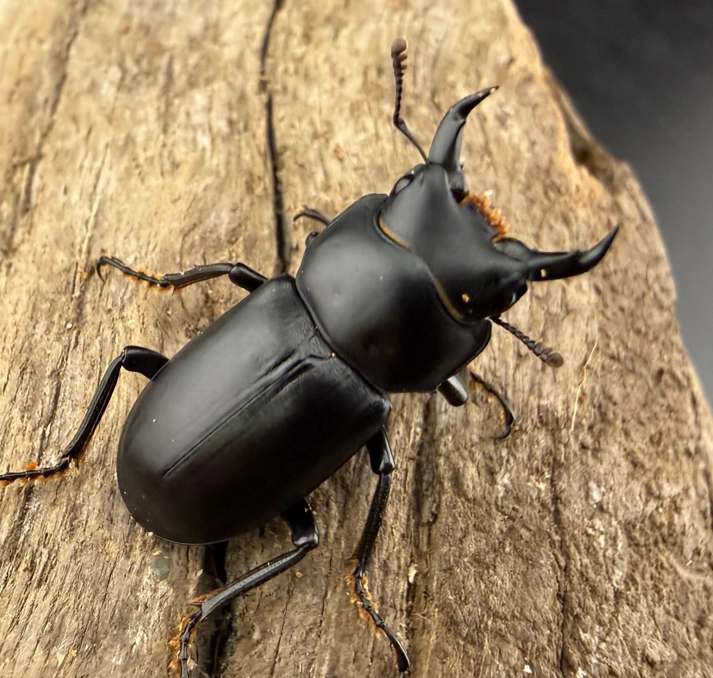 WD】《マクレイコクワ 雲南省産 60mm ペア》 | KPW公式オンラインショップ