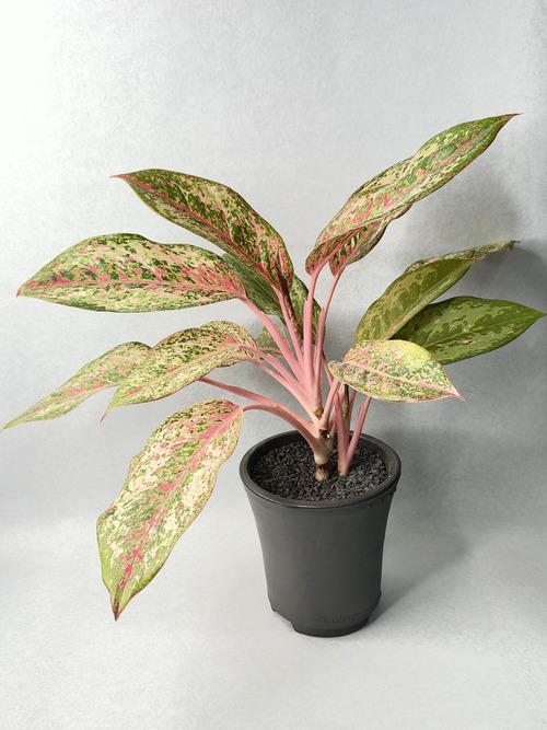 アグラオネマ・10カラット