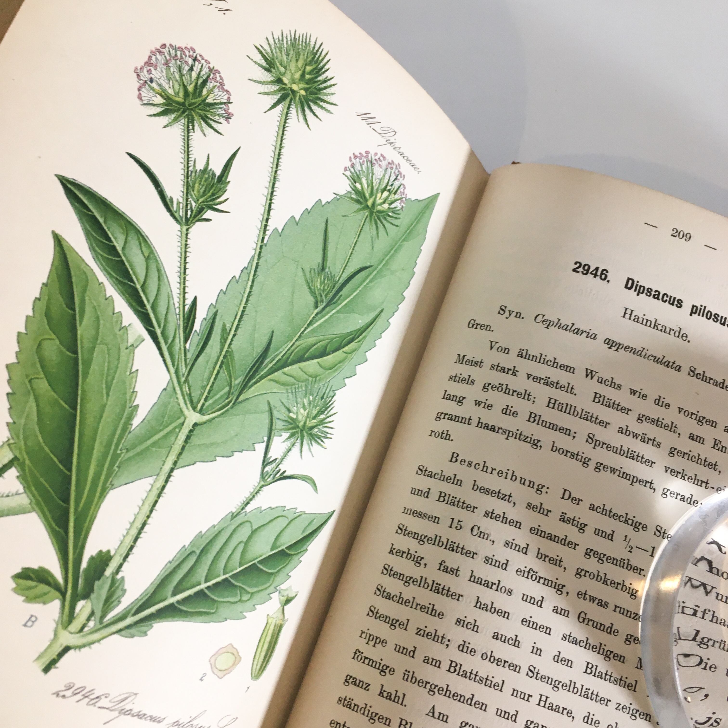 何でも揃う 1860年頃 1st ボタニカル 60葉 クロモリトグラフ 植物図鑑 イギリス 洋書